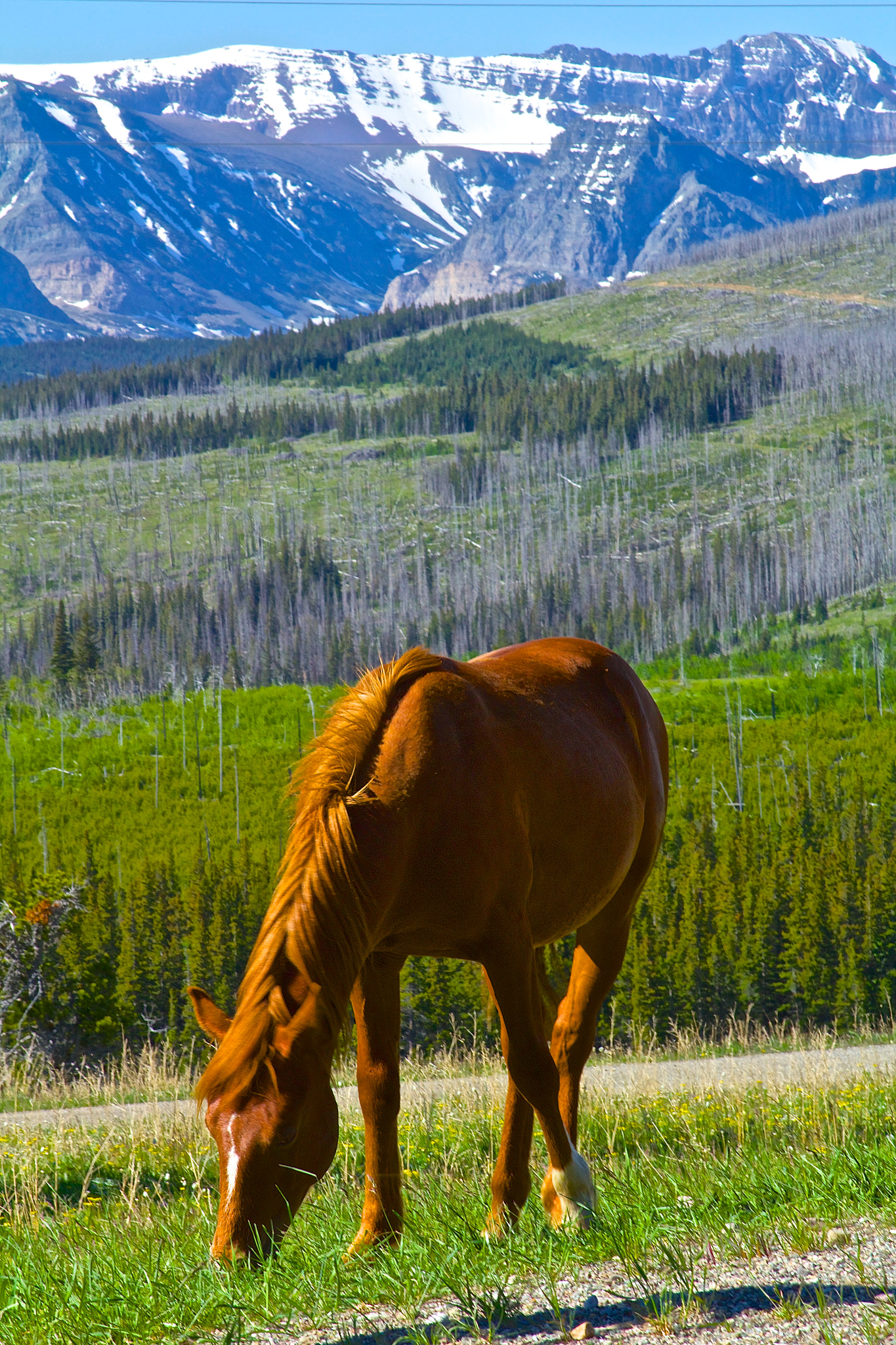 Canon EF 28-135mm F3.5-5.6 IS USM sample photo. Montana photography