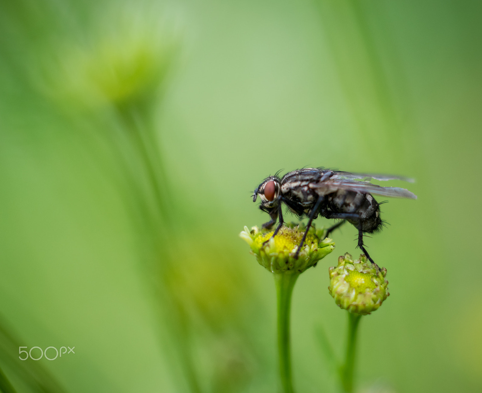 Nikon D5300 + Sigma 50mm F1.4 EX DG HSM sample photo. The flowers and a the fly. photography