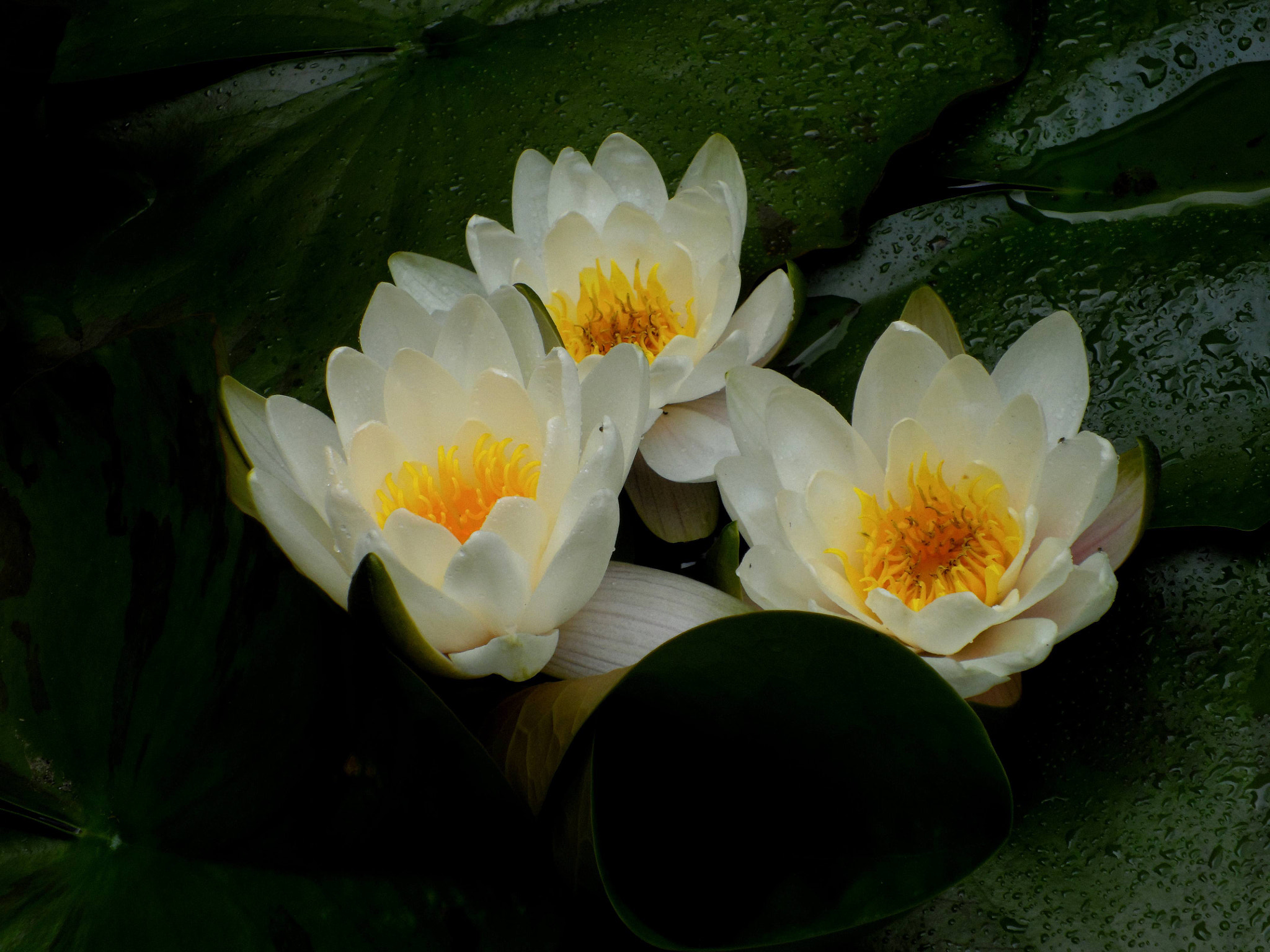 Benq G1 sample photo. Lilie wodne photography