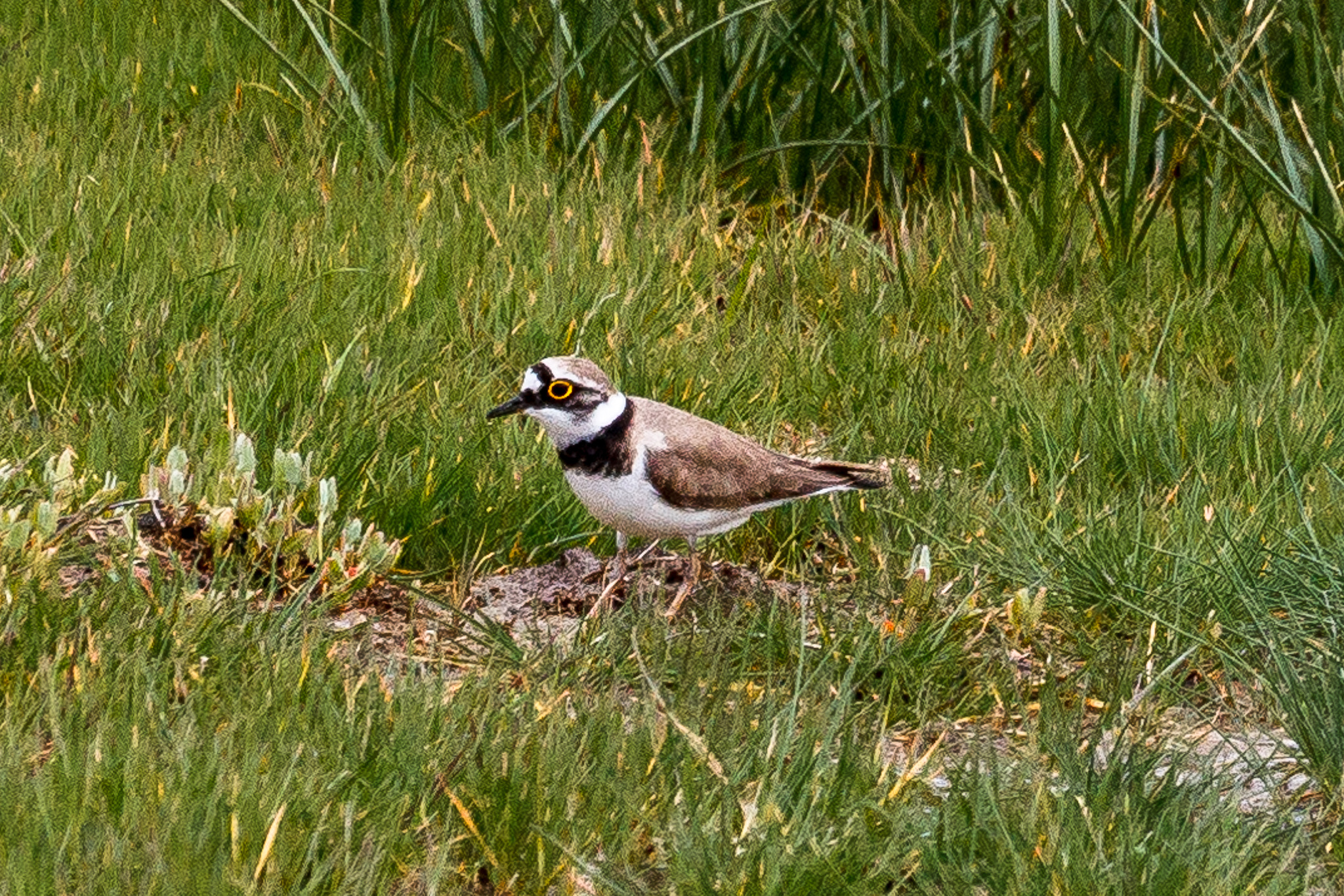 Canon EF 100-400mm F4.5-5.6L IS USM sample photo. Little ringed plover photography