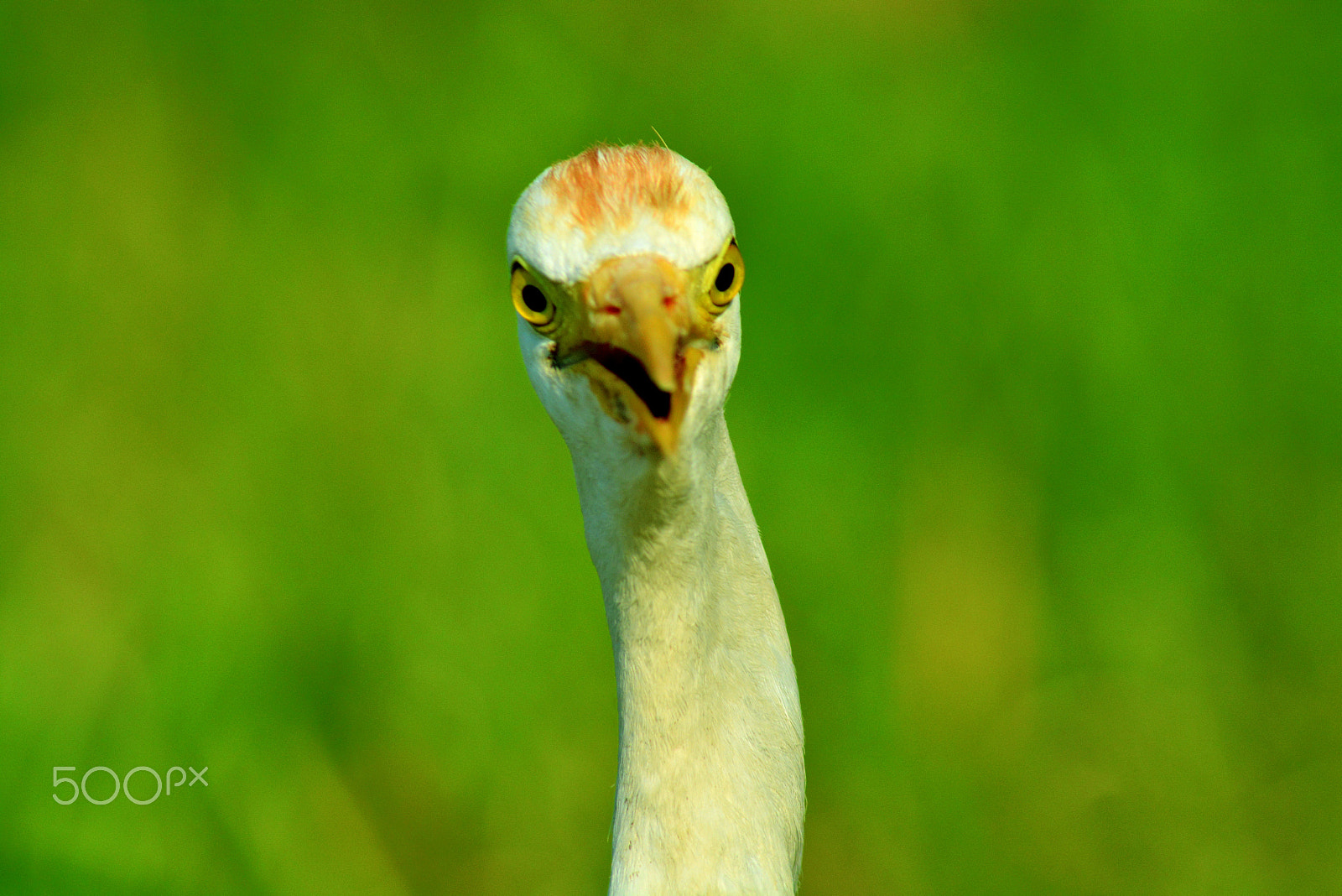 Nikon AF Nikkor 70-300mm F4-5.6G sample photo. Egret photography