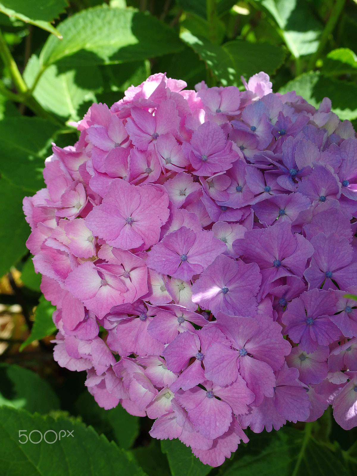 PENTAX RICOH IMAGING PENTAX MX-1 sample photo. Morning hydrangea photography