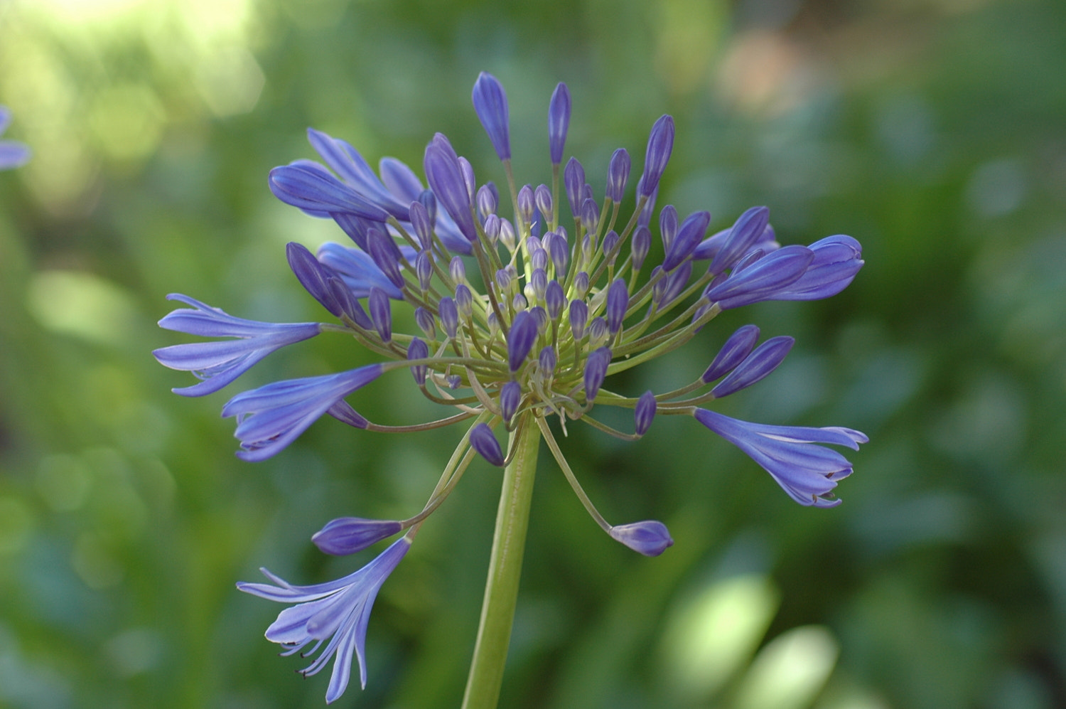 Nikon D70s + Sigma Macro 90mm F2.8 sample photo. A photography