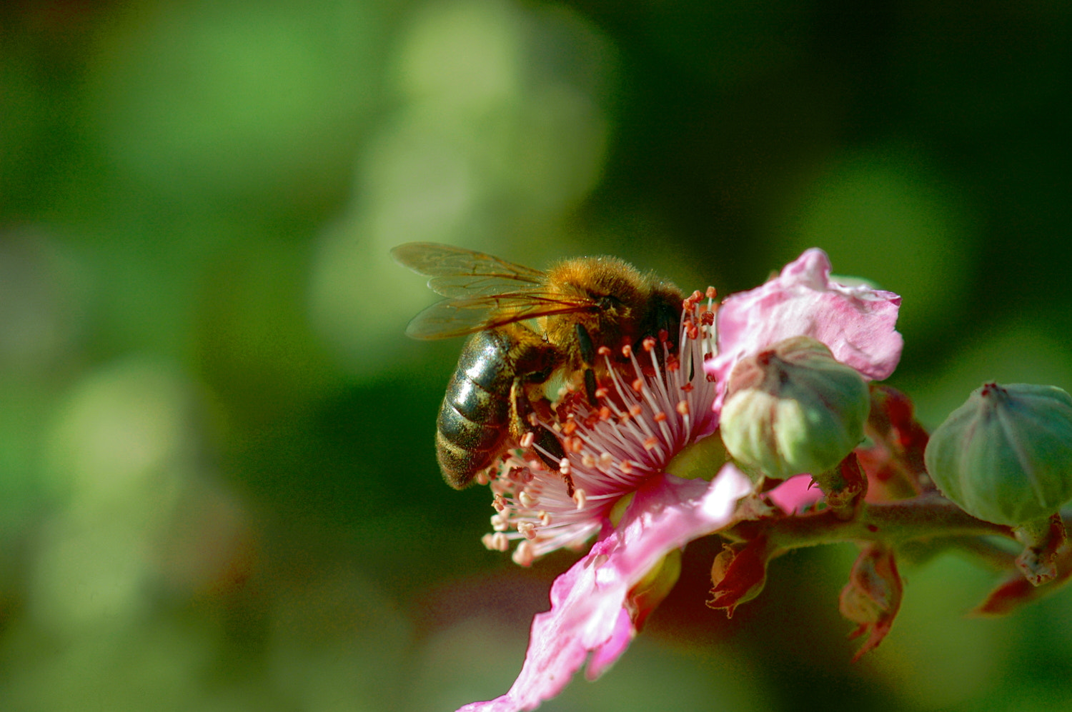 Sigma Macro 90mm F2.8 sample photo. A photography