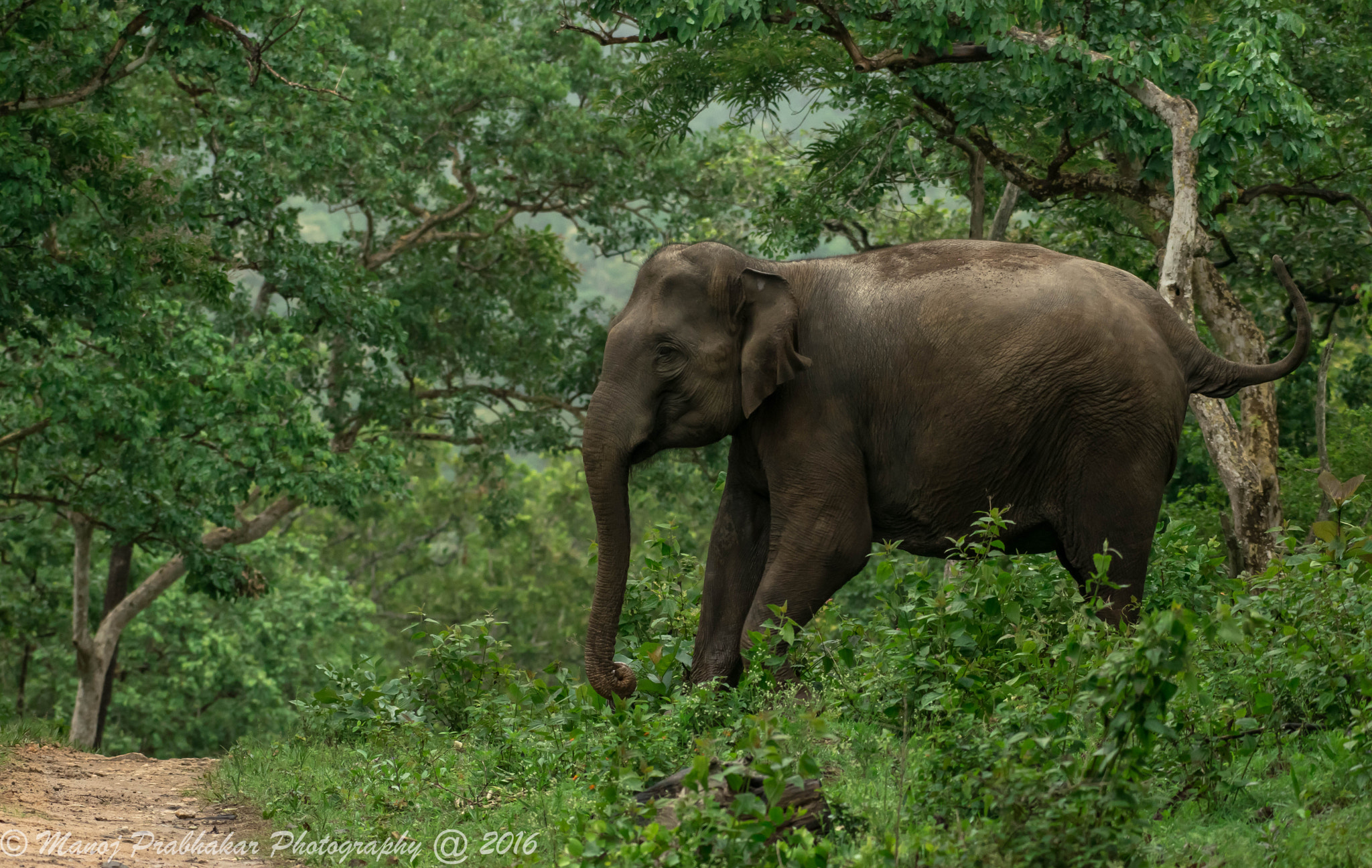 Nikon AF-S Nikkor 200-500mm F5.6E ED VR sample photo. Elephant in it's habitat photography