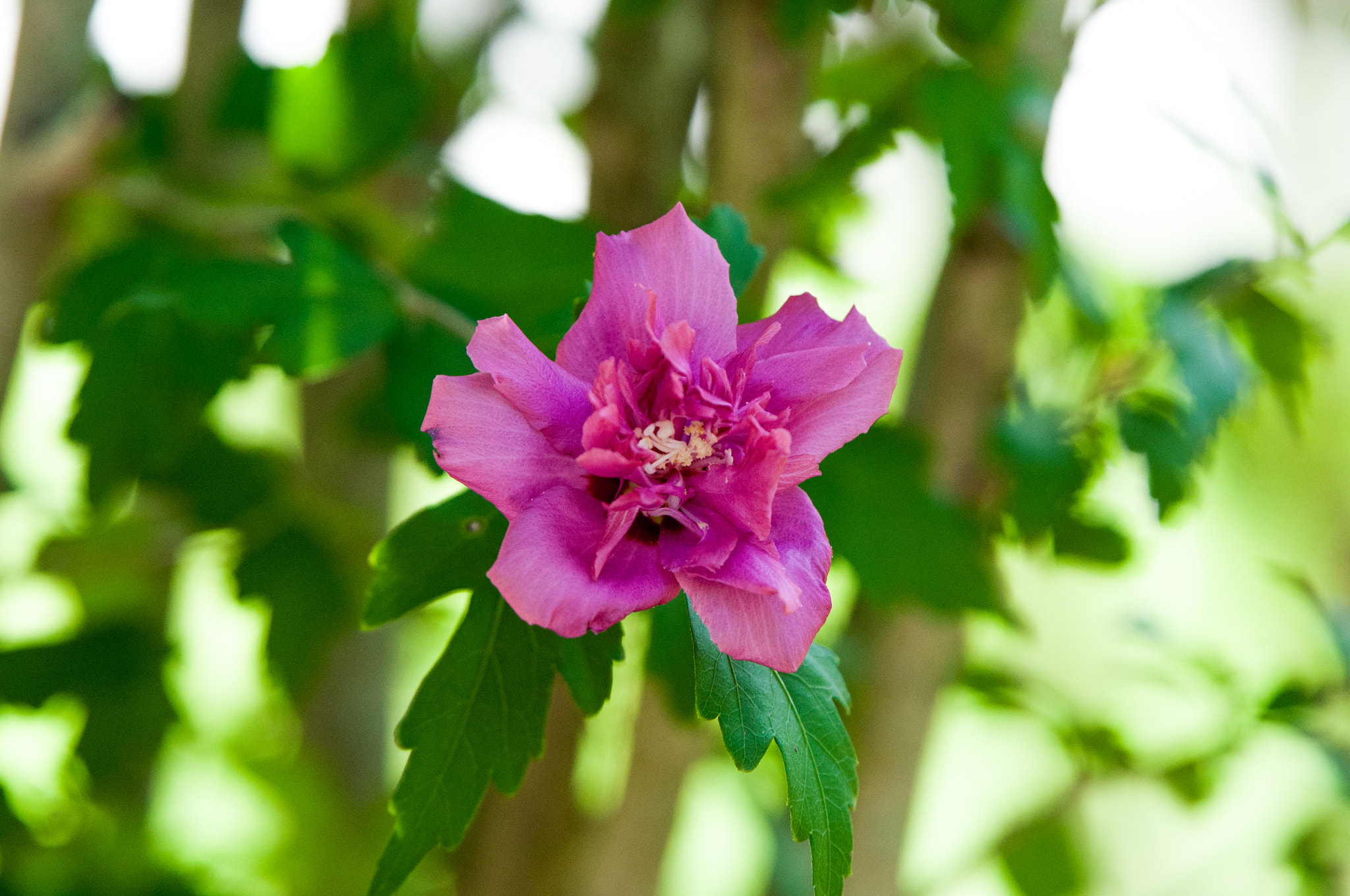 Nikon AF-S Nikkor 70-200mm F2.8G ED VR II sample photo. Aaa photography