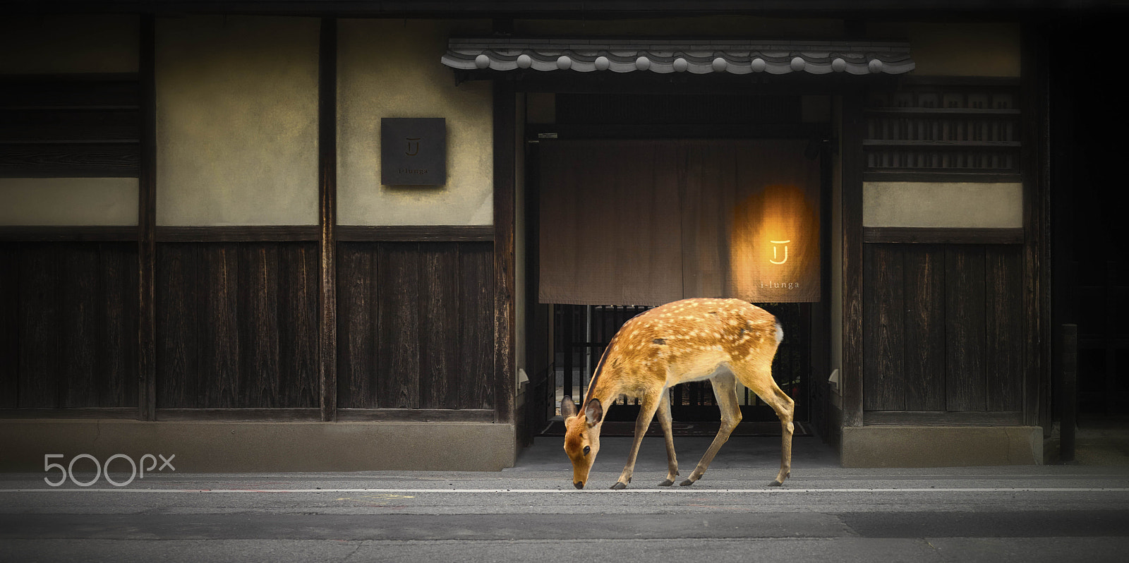 Schneider LS 80mm f/2.8 sample photo. Deer in nara japan photography