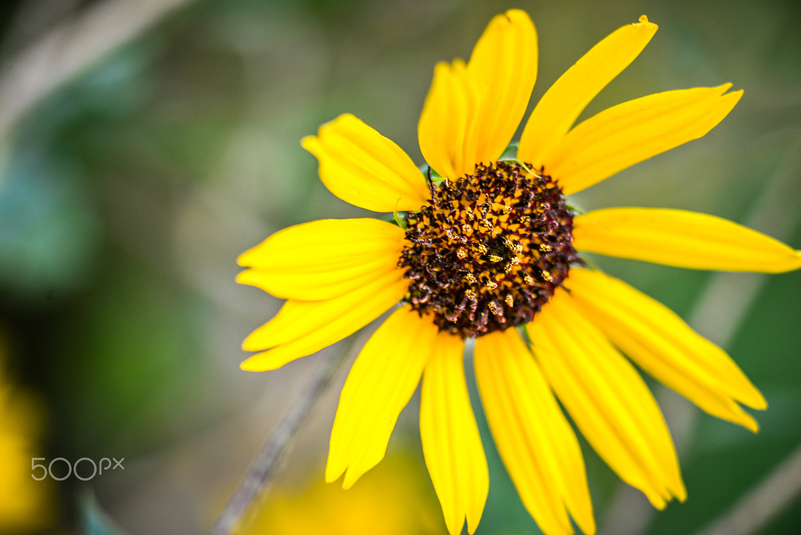 Cosina AF 100mm F3.5 Macro sample photo. Macro photo of sunflower photography