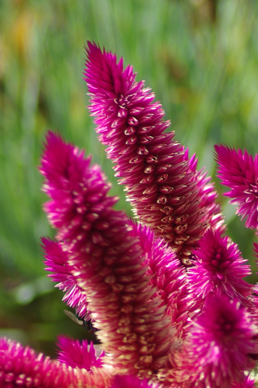 Tamron AF 70-300mm F4-5.6 Di LD Macro sample photo. Front yard flower photography