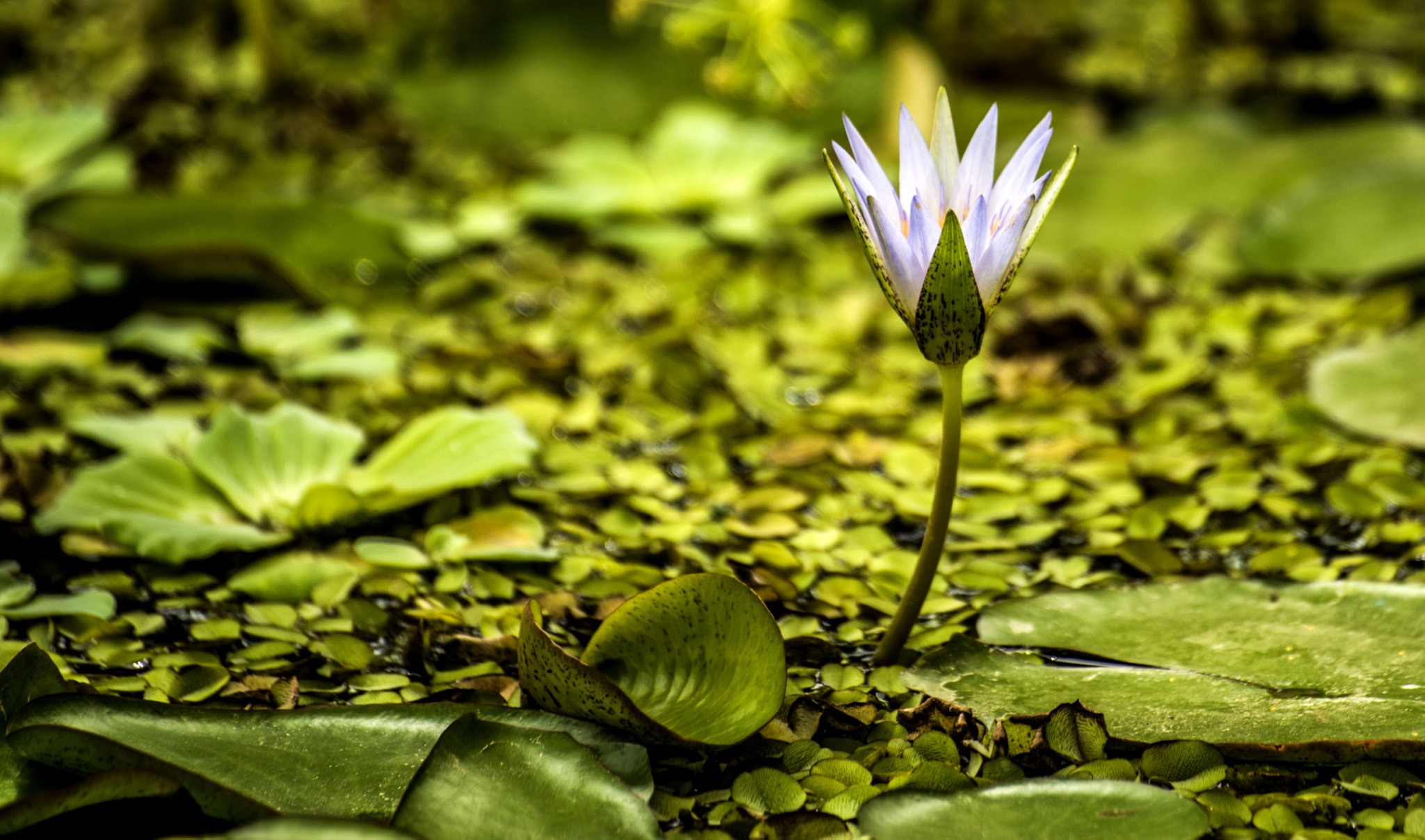 Nikon D810 + Sigma 70-300mm F4-5.6 DG OS sample photo. Water lily in zagreb botanical garden photography