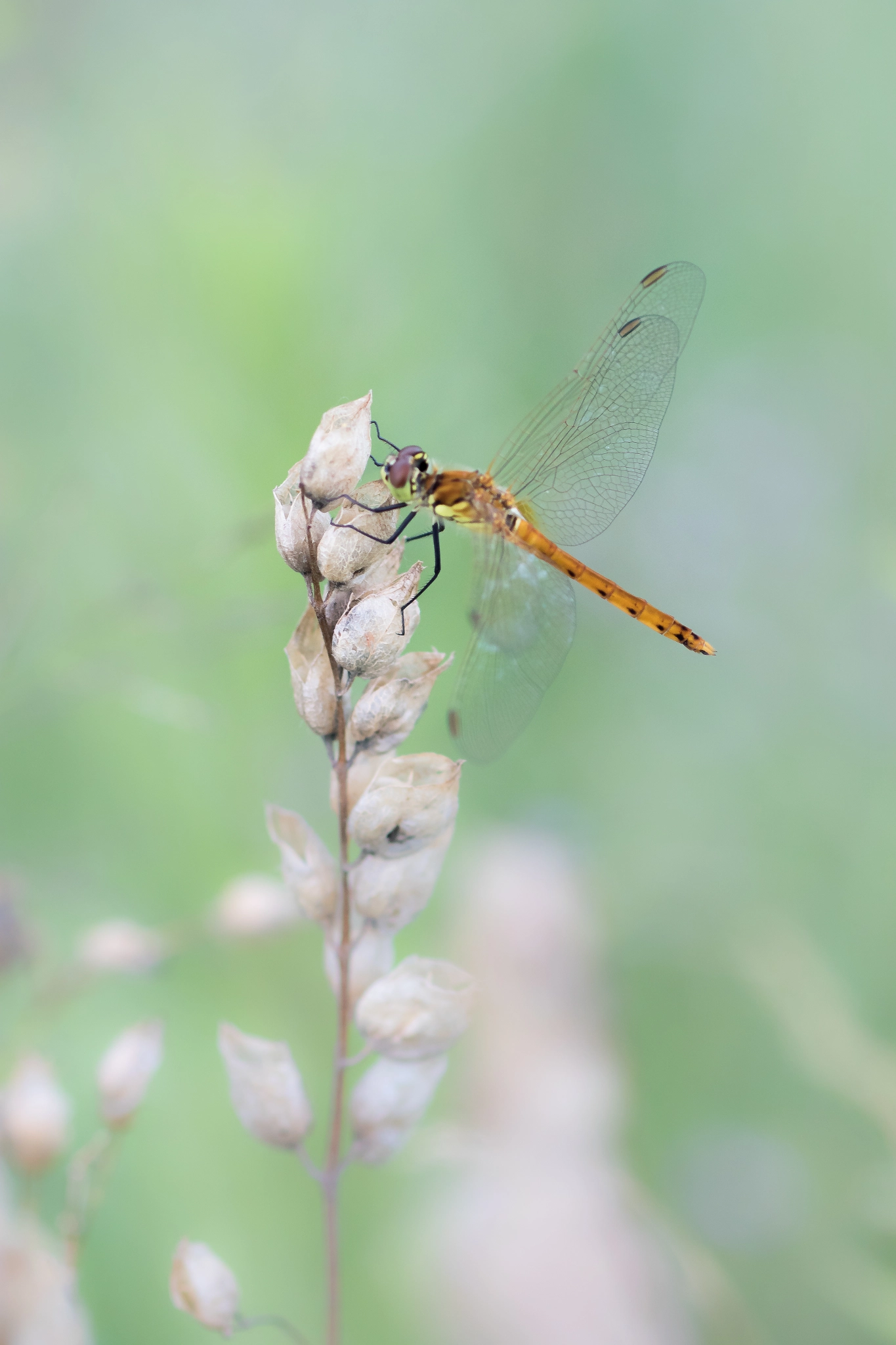 Canon EOS 7D Mark II + Canon EF 100mm F2.8 Macro USM sample photo. Spotted darter dragonfly  / sumpf heidelibelle photography