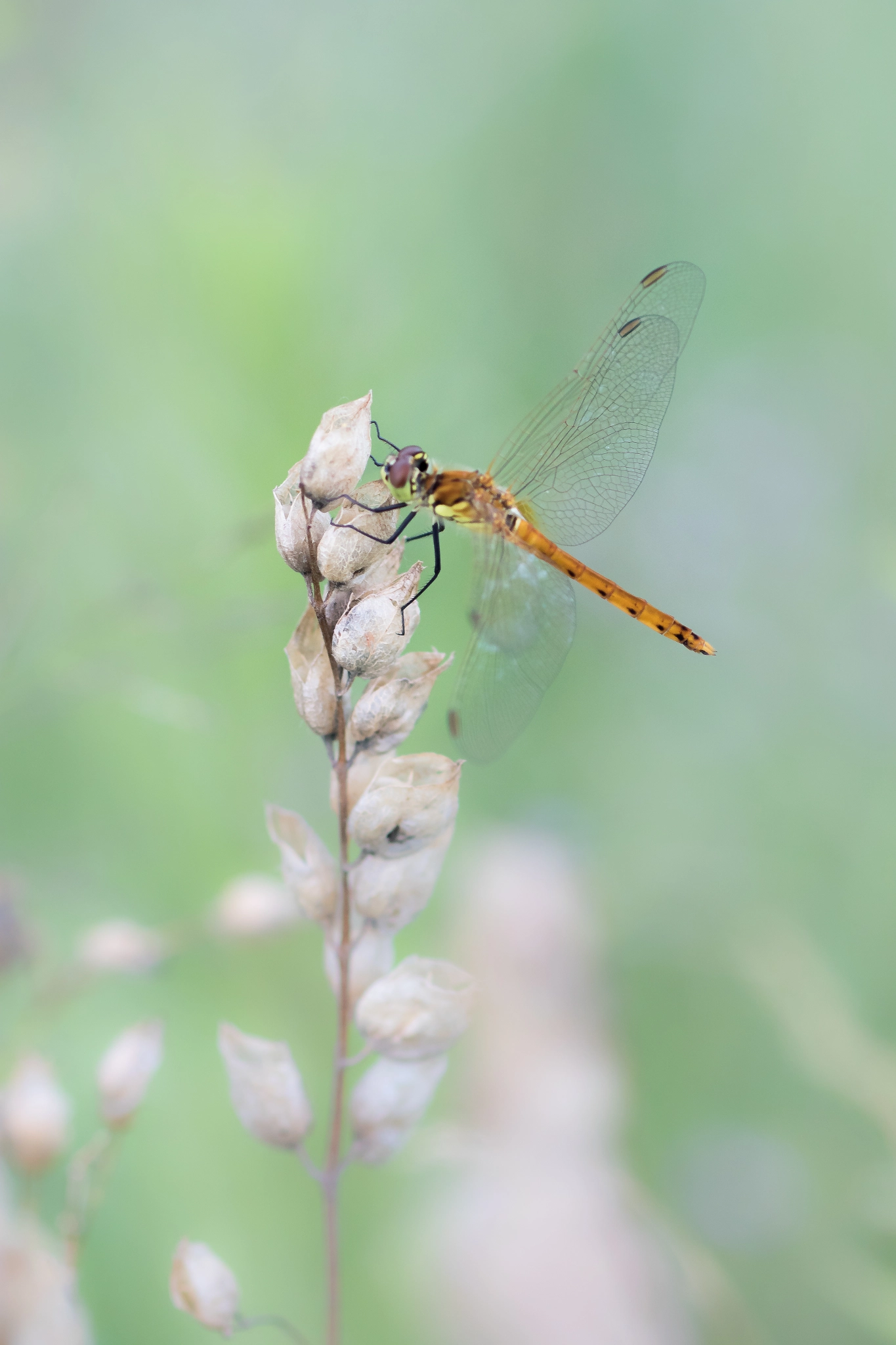 Canon EF 100mm F2.8 Macro USM sample photo. Spotted darter dragonfly  / sumpf heidelibelle photography