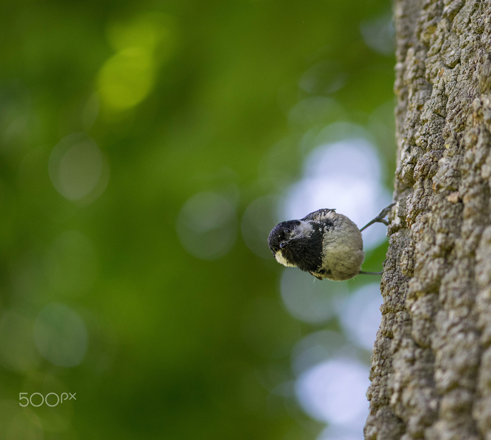 Nikon AF-S Micro-Nikkor 105mm F2.8G IF-ED VR sample photo. Oh, hello there! photography