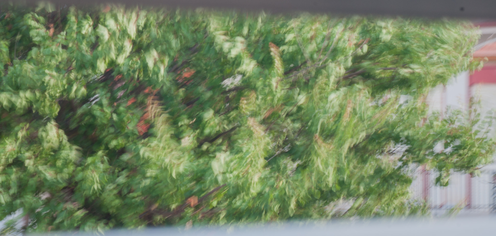 Minolta AF 28-85mm F3.5-4.5 New sample photo. Effects of wind on tree photography