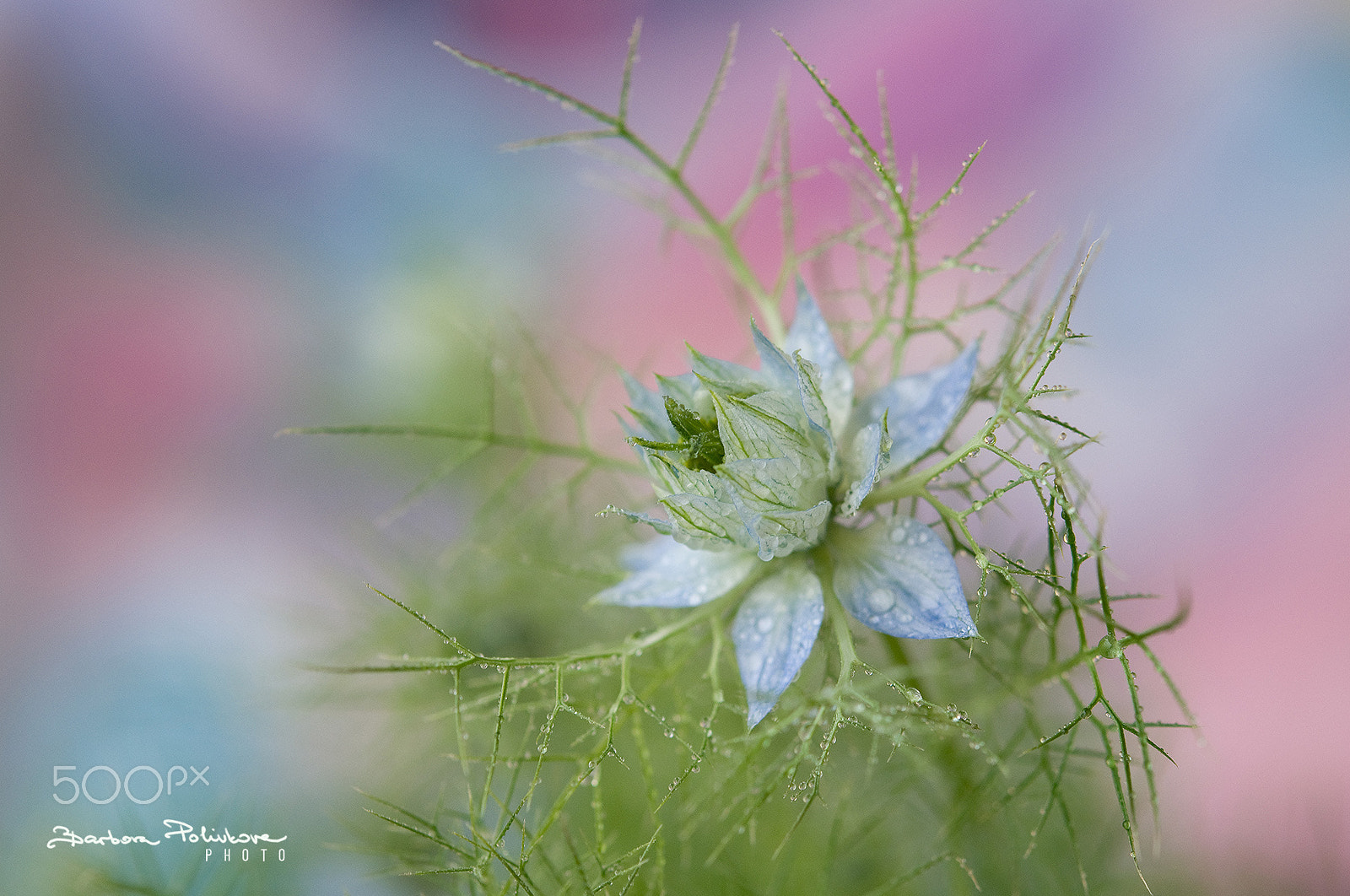 Nikon AF-S Micro-Nikkor 60mm F2.8G ED sample photo. Just for a while photography
