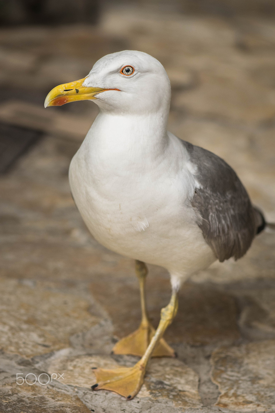 Nikon AF-S Micro-Nikkor 105mm F2.8G IF-ED VR sample photo. Lord seagull photography