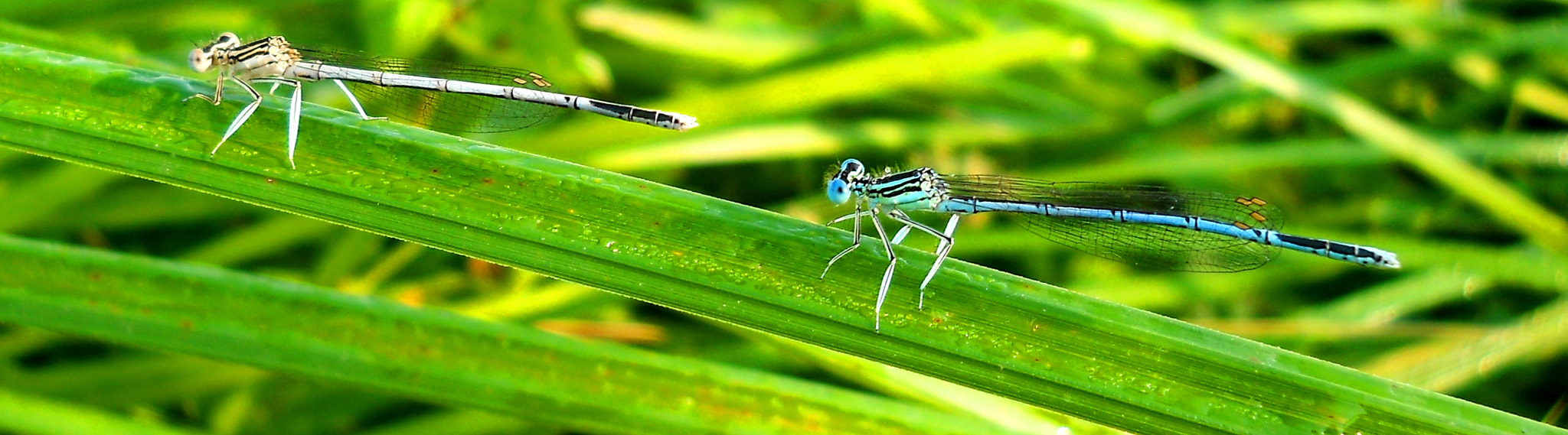 Nikon Coolpix L21 sample photo. Mr. and mrs.damselfly photography