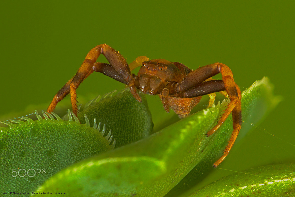 Canon EF 180mm F3.5L Macro USM sample photo. Araña cangrejo photography