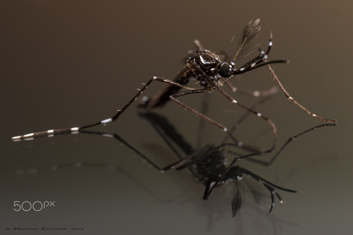 Canon MP-E 65mm F2.5 1-5x Macro Photo sample photo. Mosquito (aedes aegypsis) photography