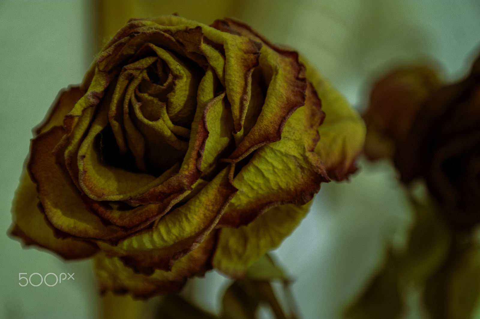 Samsung NX200 + Samsung NX 18-55mm F3.5-5.6 OIS sample photo. Dry rose photography