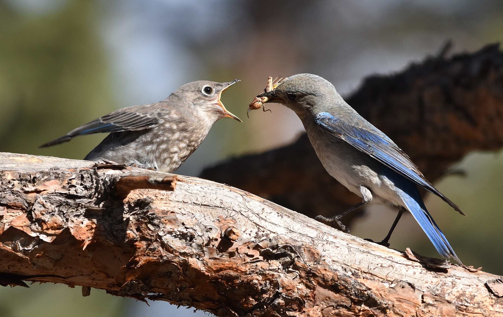 Nikon AF-S Nikkor 70-200mm F4G ED VR sample photo. Mountain bluebird chick gets a treat photography