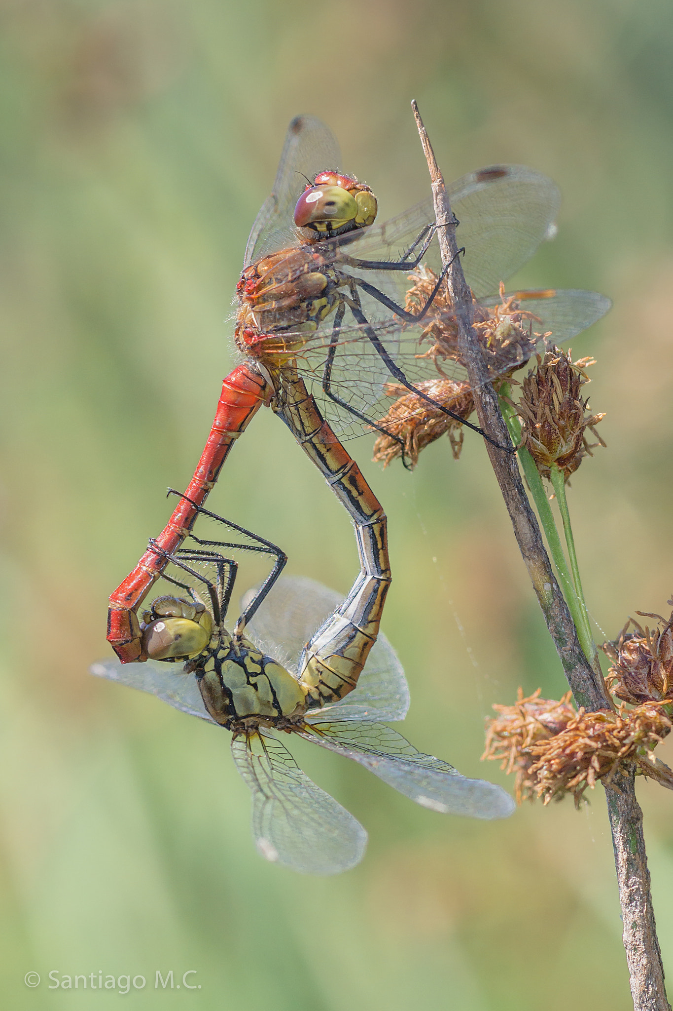 Sony SLT-A77 + Sony 100mm F2.8 Macro sample photo. Sympetrum sanguineum photography