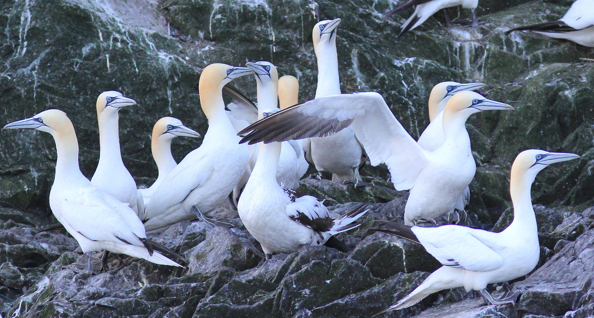 Canon EF 300mm F4L IS USM sample photo. Northern gannets photography