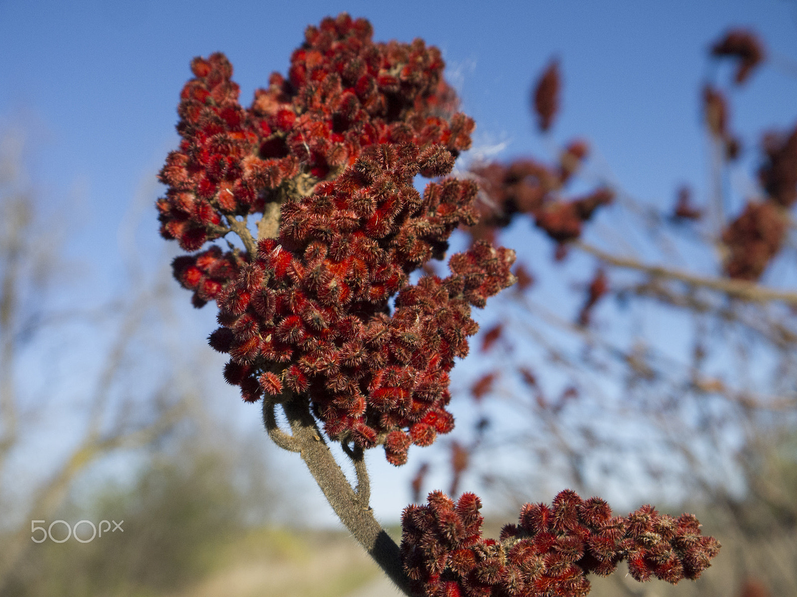 Panasonic Lumix DMC-G2 sample photo. Sumac berries photography