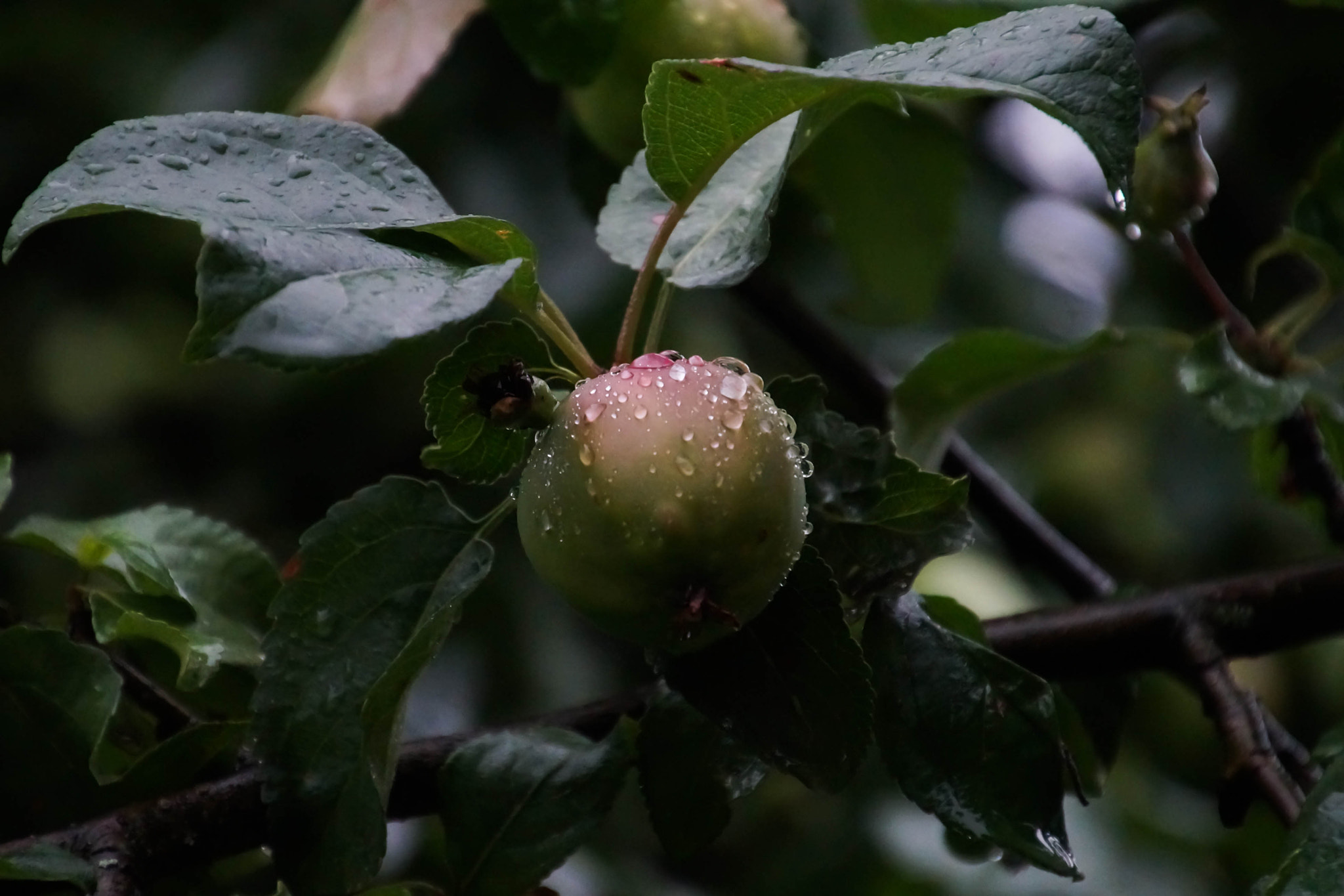 Tamron 16-300mm F3.5-6.3 Di II VC PZD Macro sample photo. Apple photography