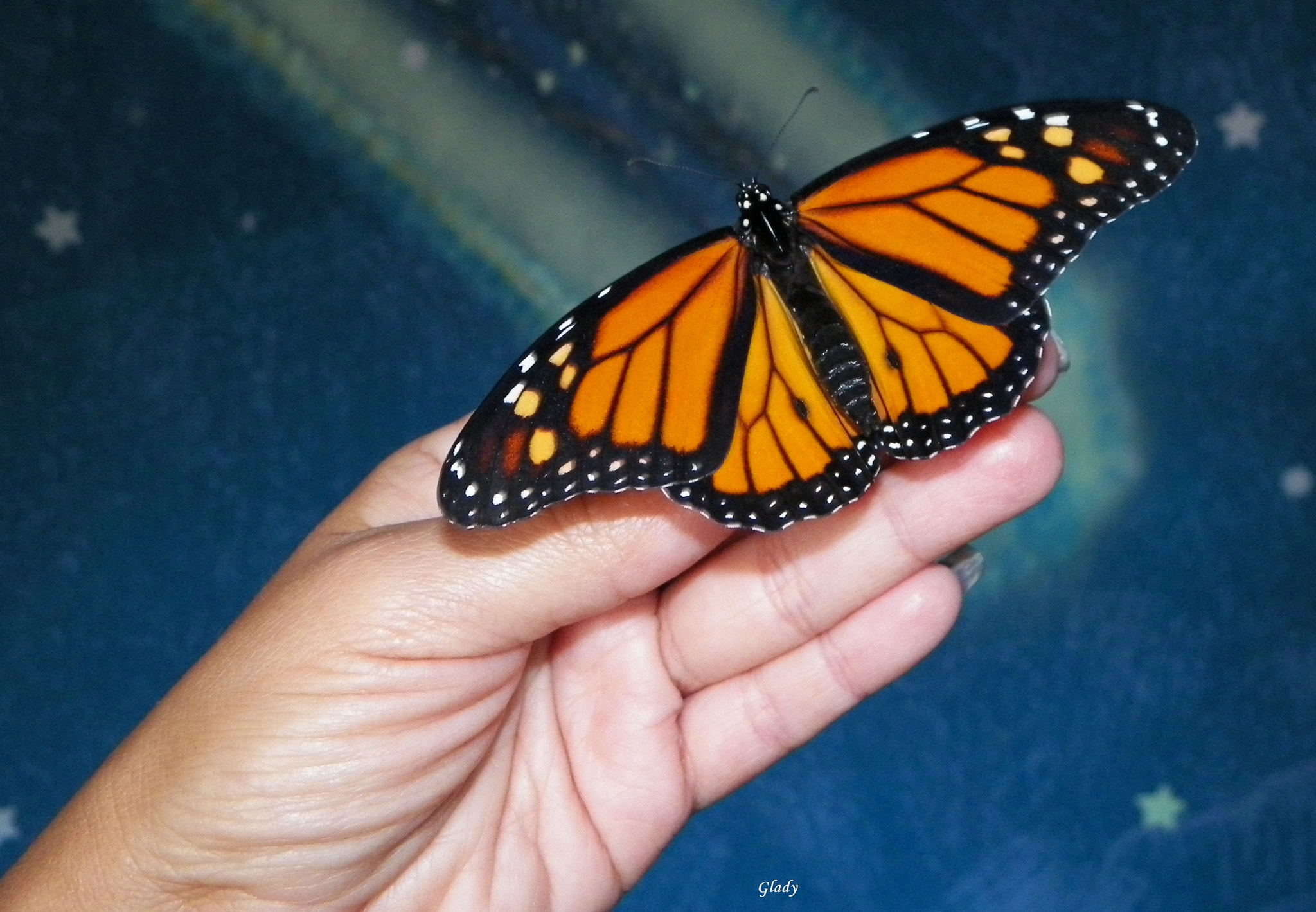 Kodak EASYSHARE Z5010 DIGITAL CAMERA sample photo. Monarca photography