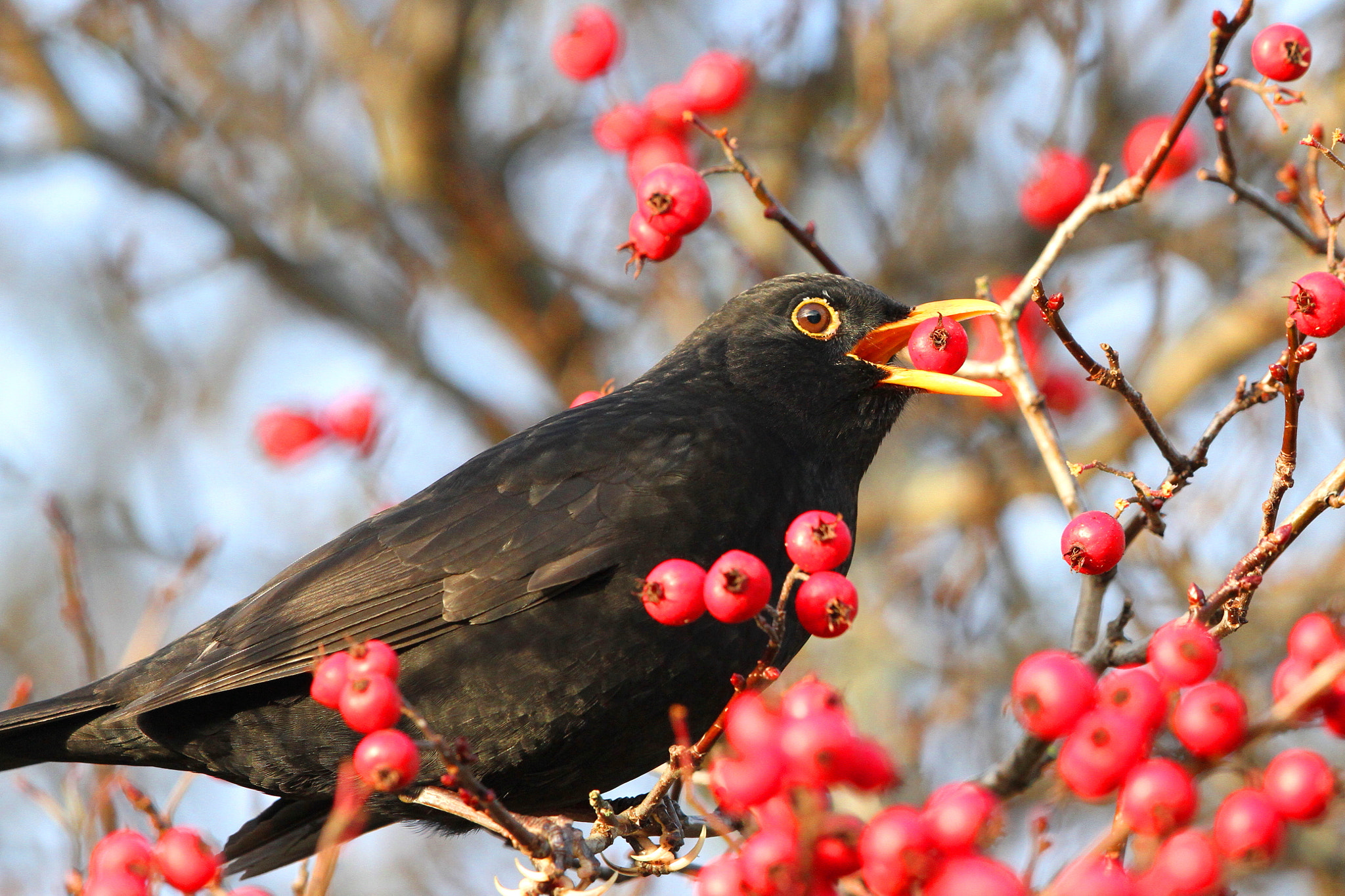 Canon EF 500mm F4L IS II USM sample photo. Blackbird and berries photography