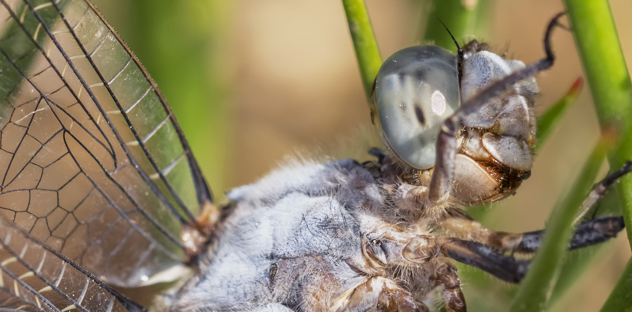 Sigma 105mm F2.8 EX DG OS HSM sample photo. Dragonfly photography
