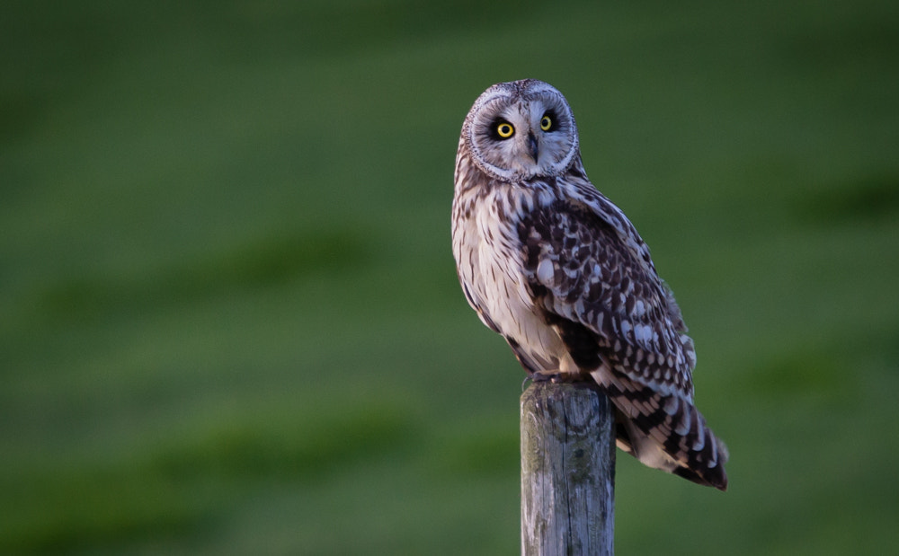 Canon EF 70-200mm F2.8L IS USM sample photo. Just meet this young owl photography