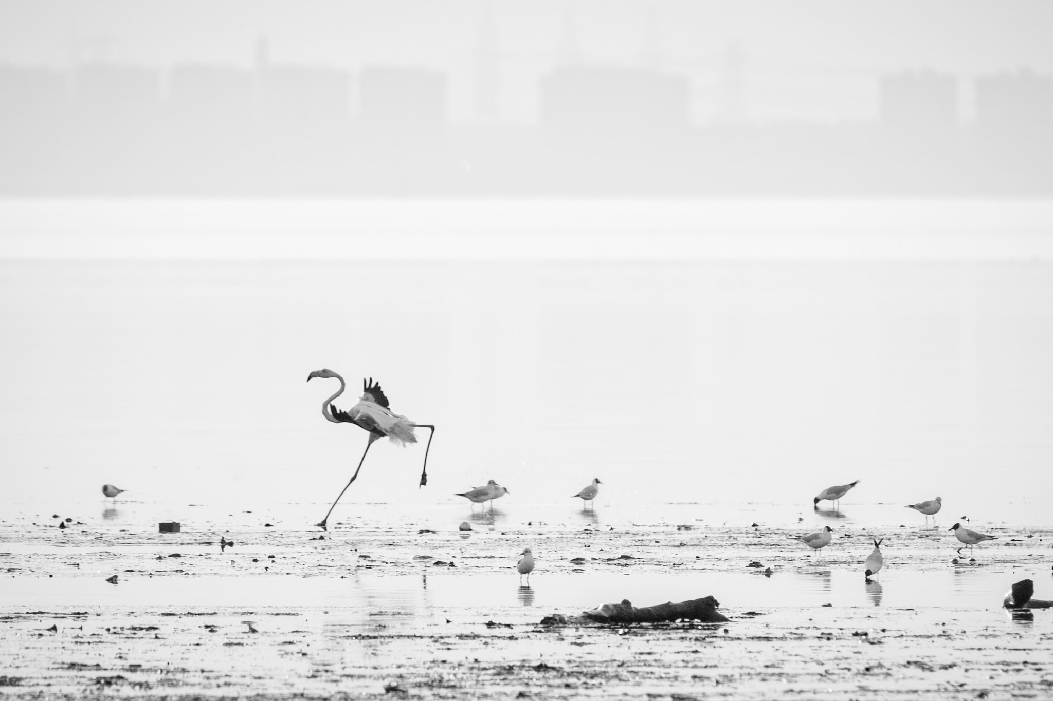Tamron SP 150-600mm F5-6.3 Di VC USD sample photo. Dance photography