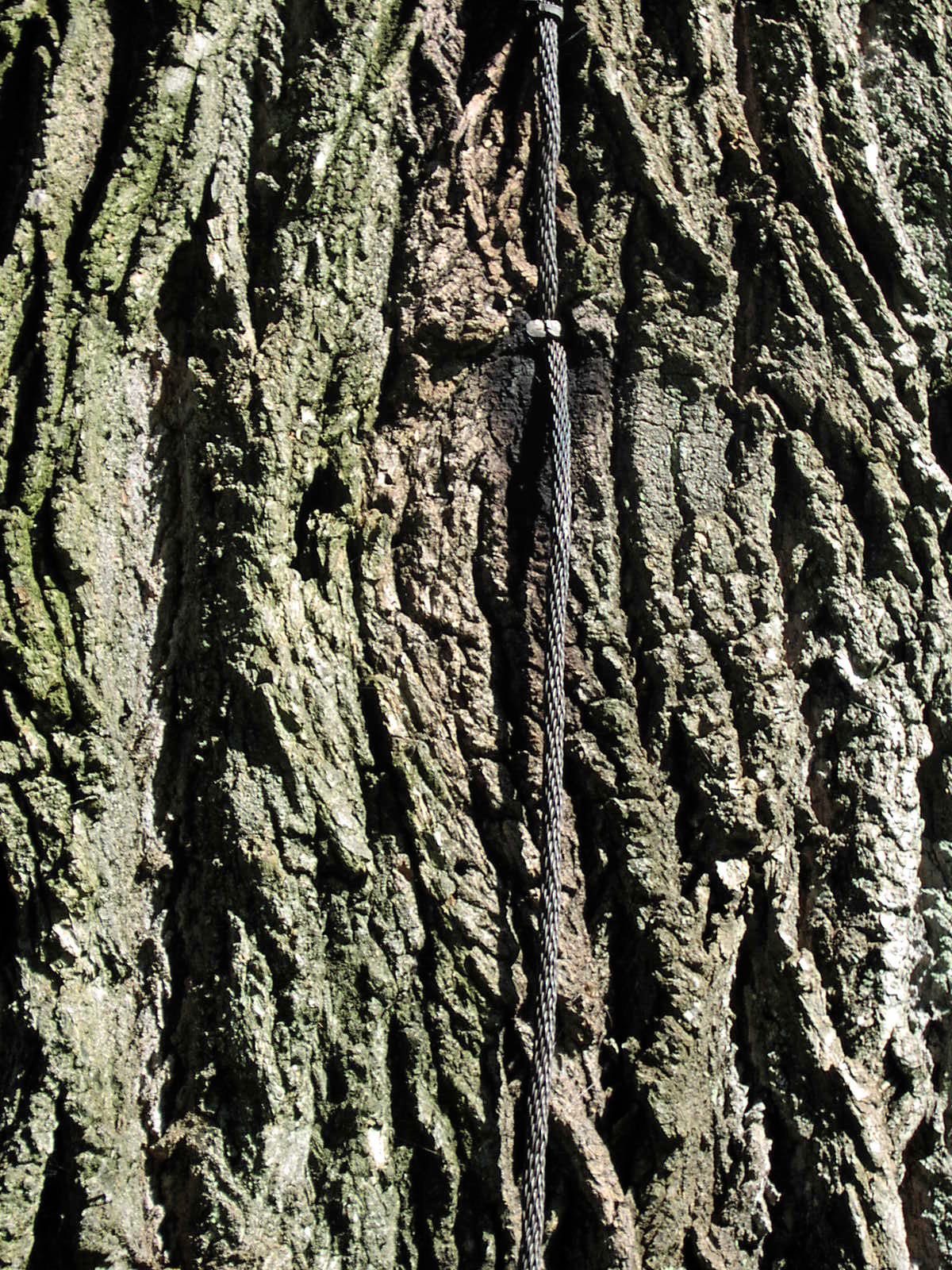 Olympus C2040Z sample photo. Grounded photography