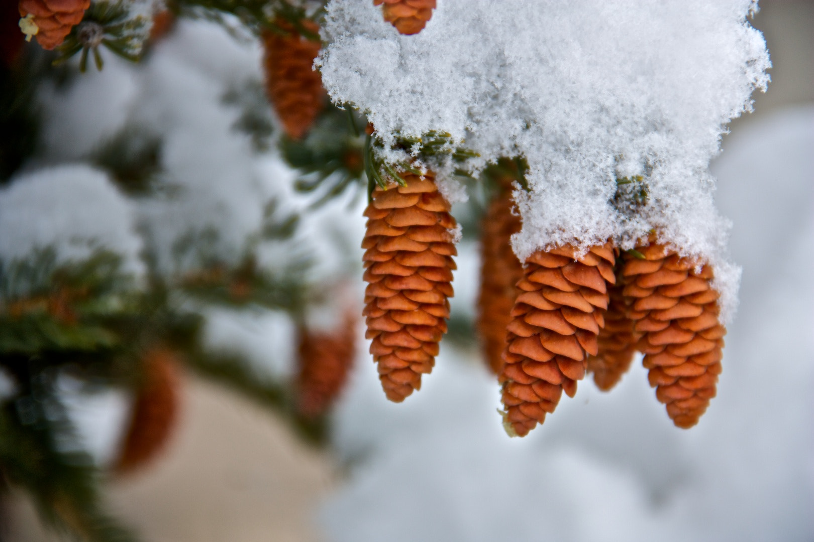 Canon EOS 450D (EOS Rebel XSi / EOS Kiss X2) sample photo. Pinecones photography