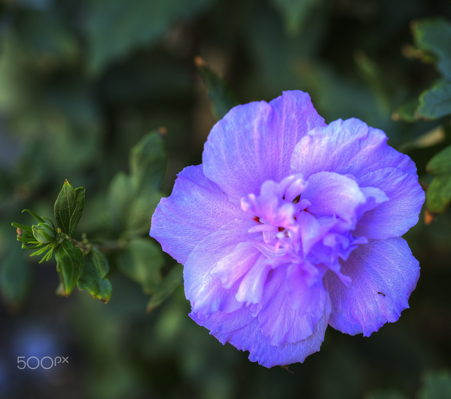 Canon EOS 5DS + Canon EF 100mm F2.8L Macro IS USM sample photo. Beautiful blooming flower with an ant photography