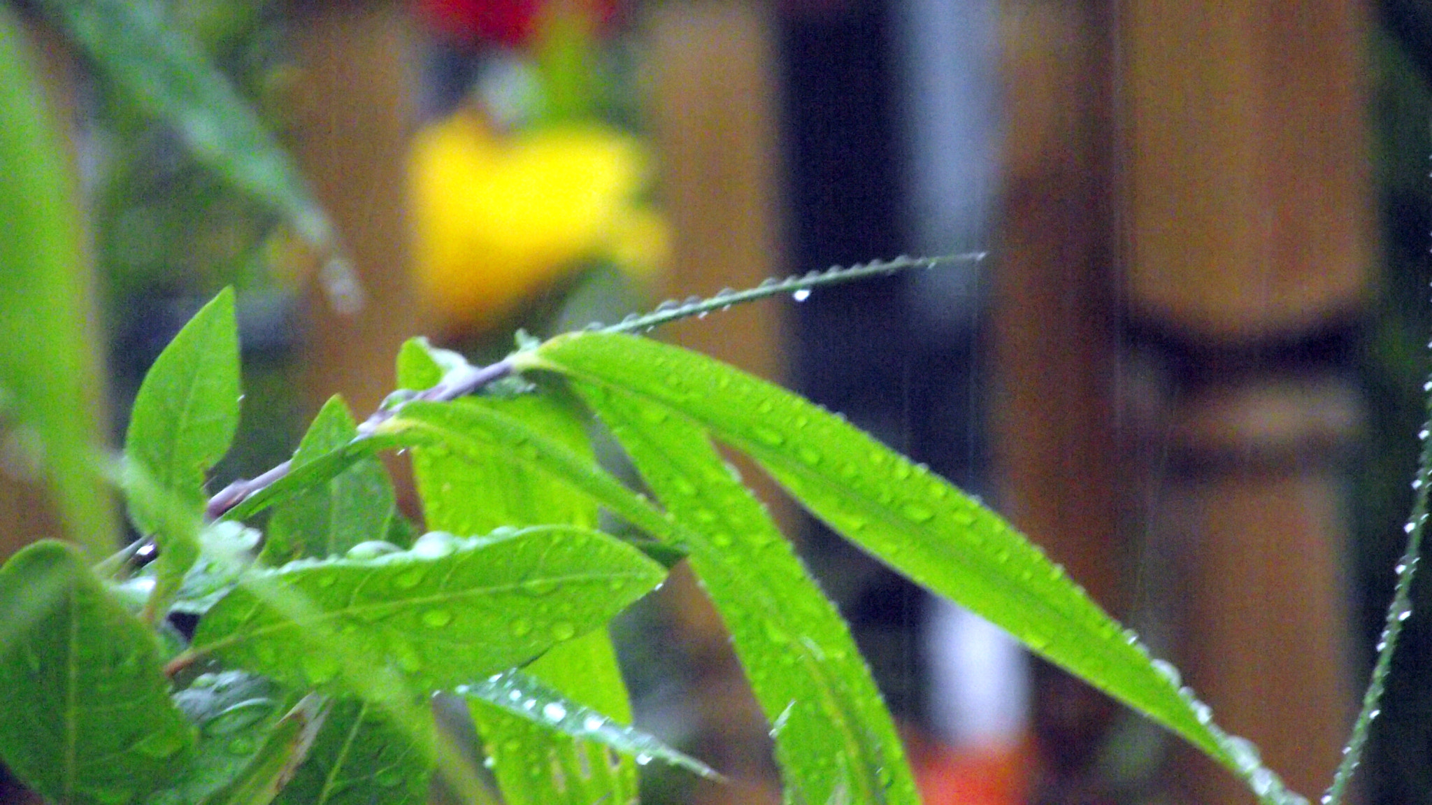 Fujifilm FinePix S1730 sample photo. Summer rain photography