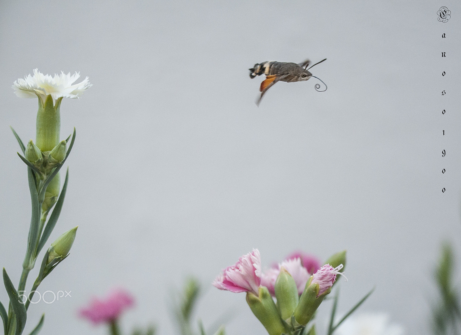 Sigma 150mm F2.8 EX DG OS Macro HSM sample photo. Jardin photography