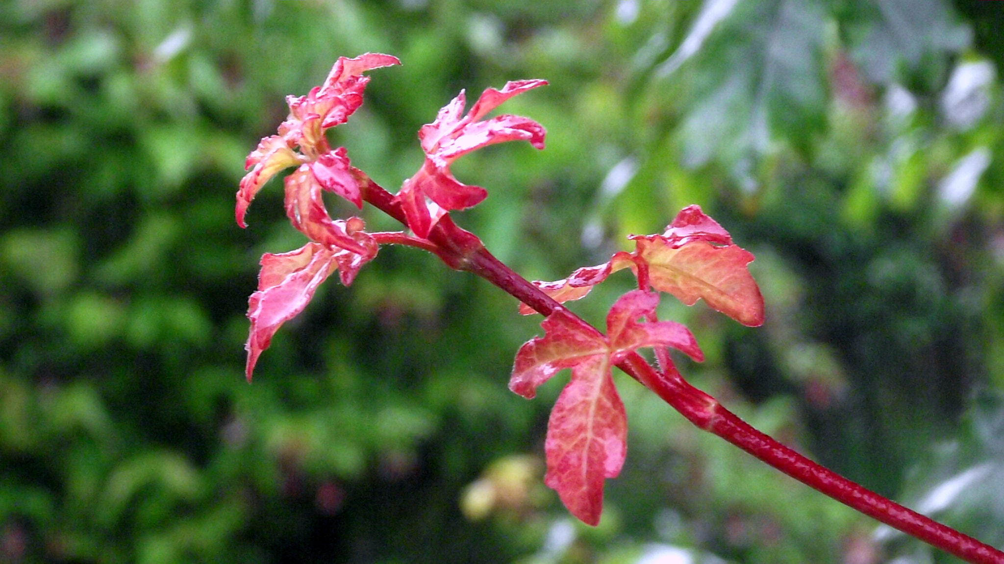 Fujifilm FinePix S1730 sample photo. Summer rain photography