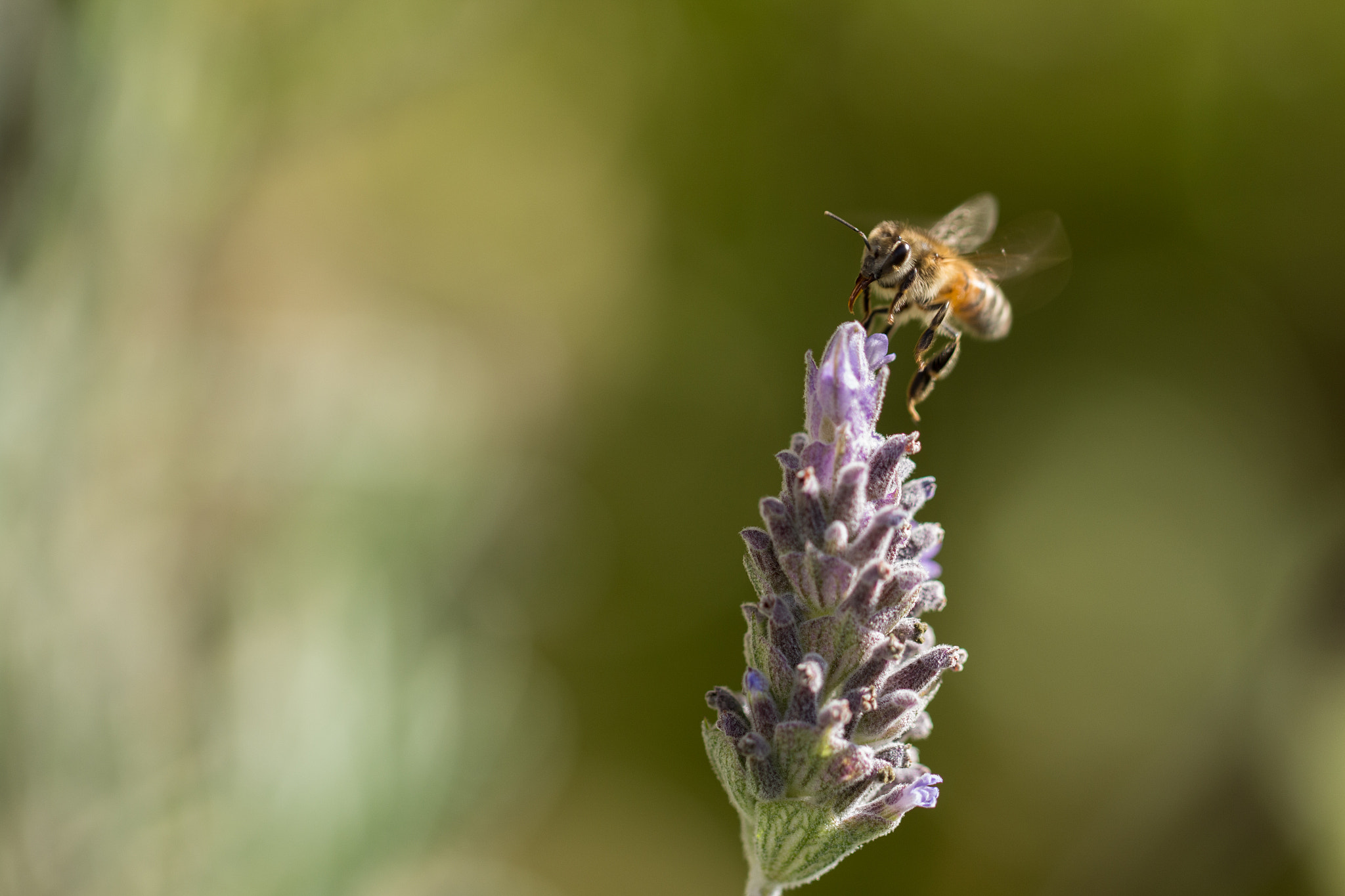 Canon EF 100mm F2.8L Macro IS USM sample photo. Bee pollination photography