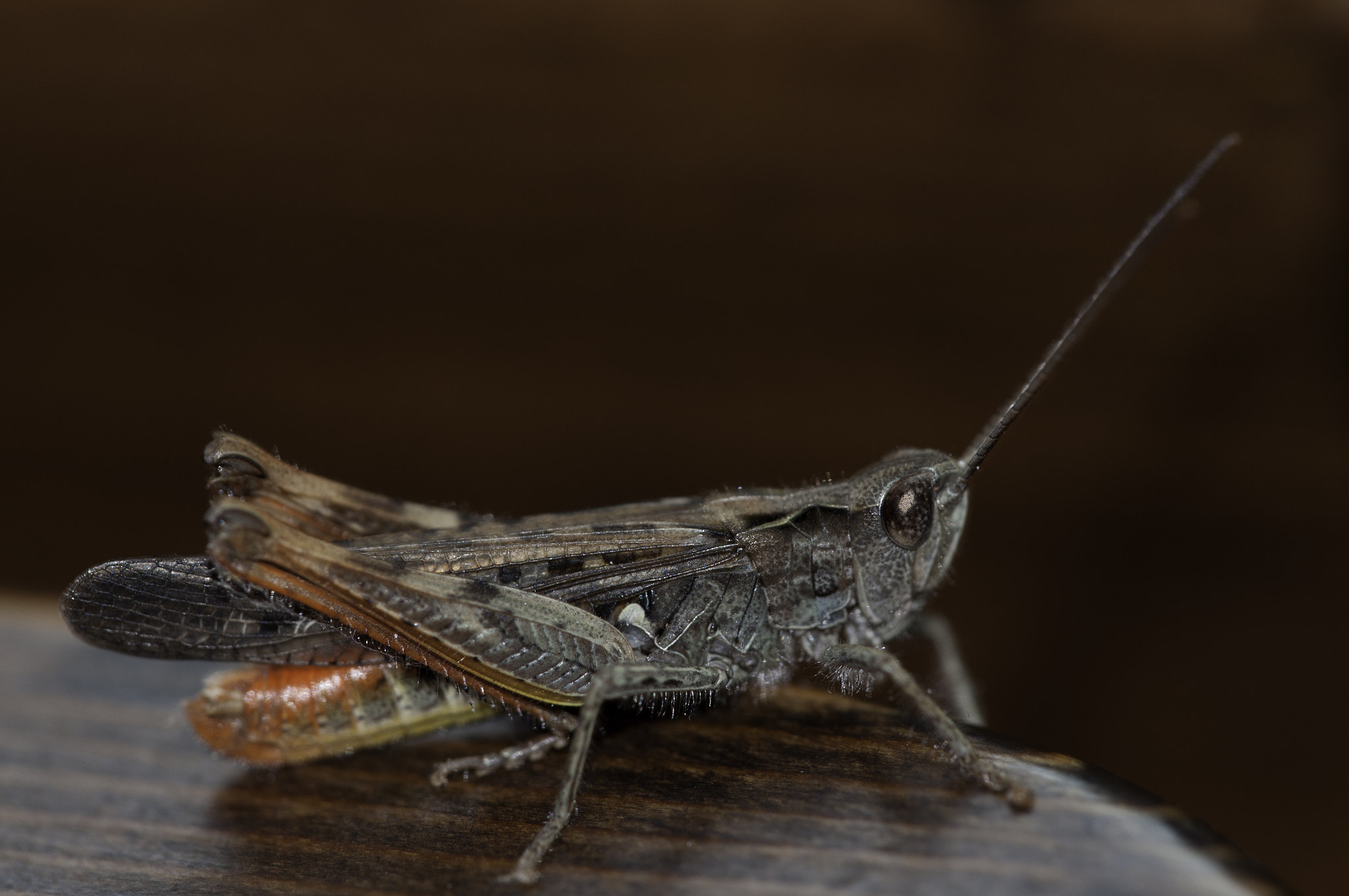 Nikon D90 + Sigma 150mm F2.8 EX DG Macro HSM sample photo. Grasshopper photography