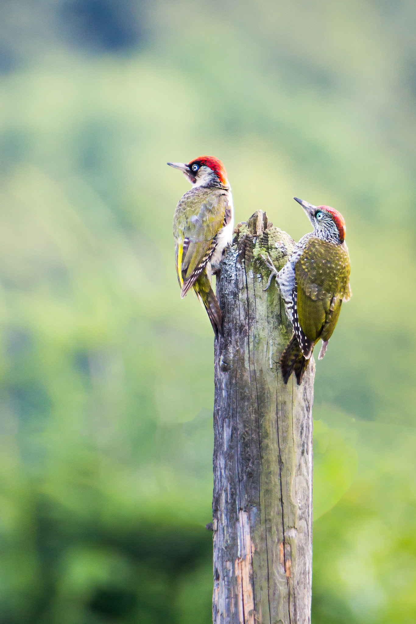 Tamron SP 150-600mm F5-6.3 Di VC USD sample photo. Pic vert adulte et jeune photography