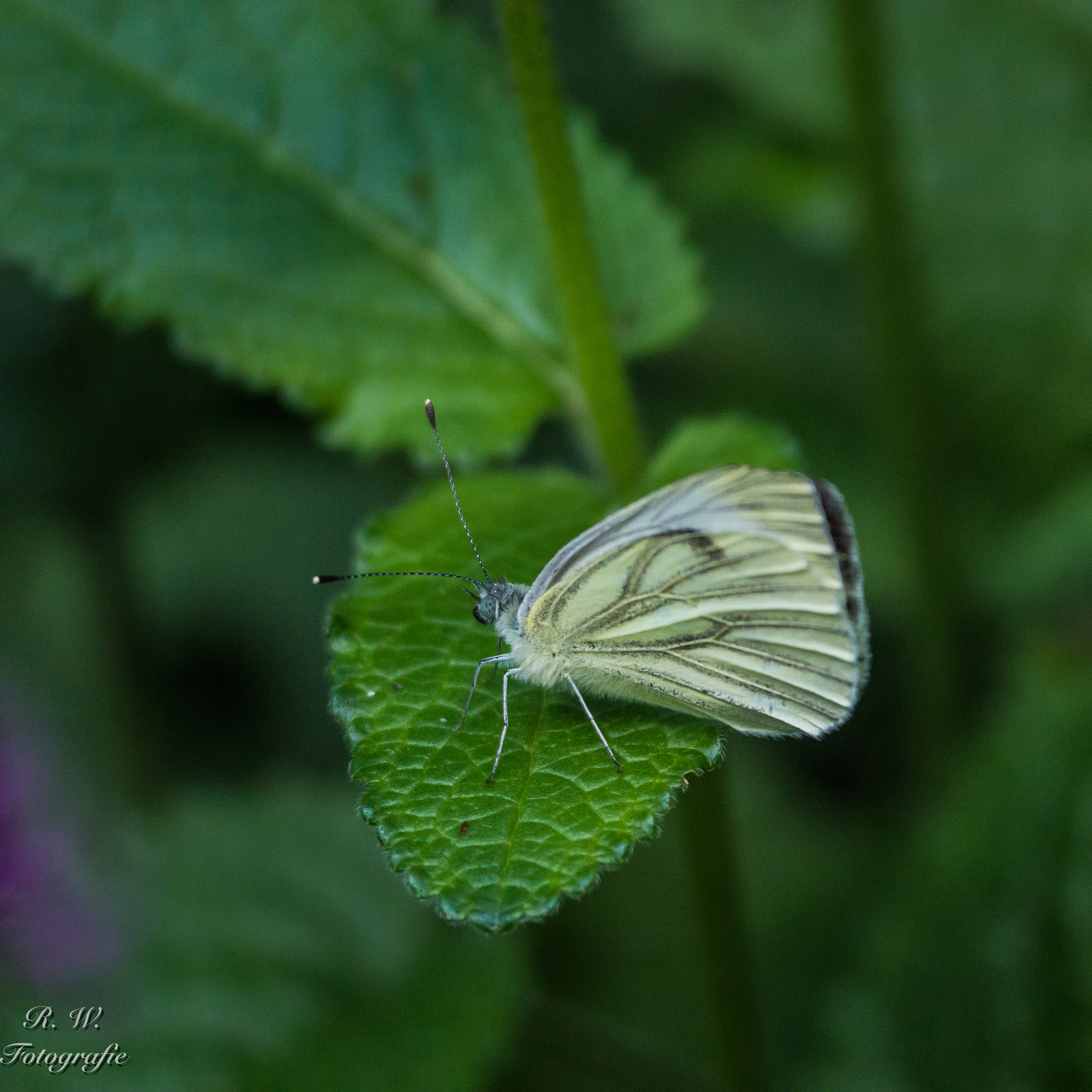 Panasonic Lumix DMC-GH3 sample photo. Butterfly photography