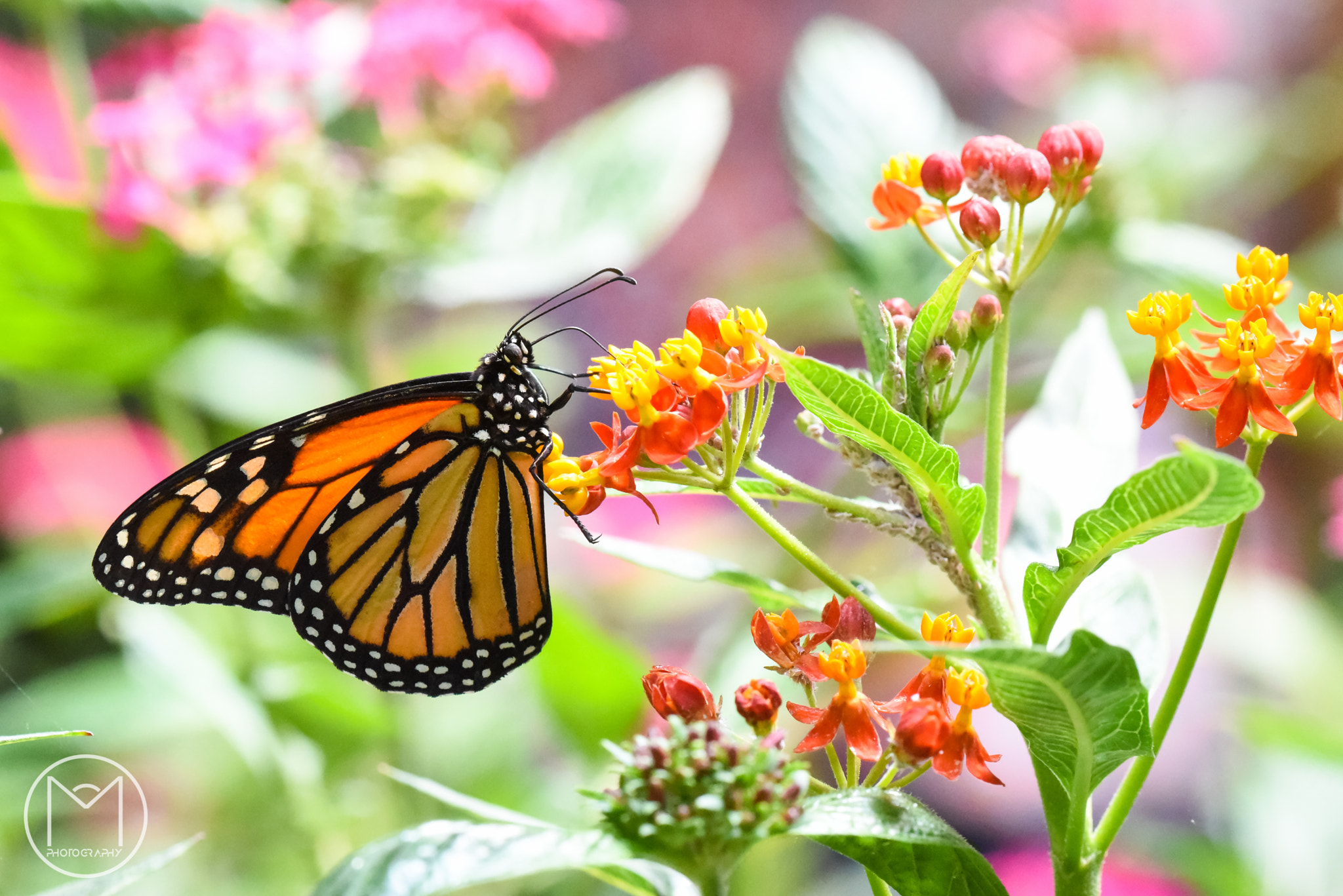Nikon AF Micro-Nikkor 200mm F4D ED-IF sample photo. Monarch butterfly iii photography