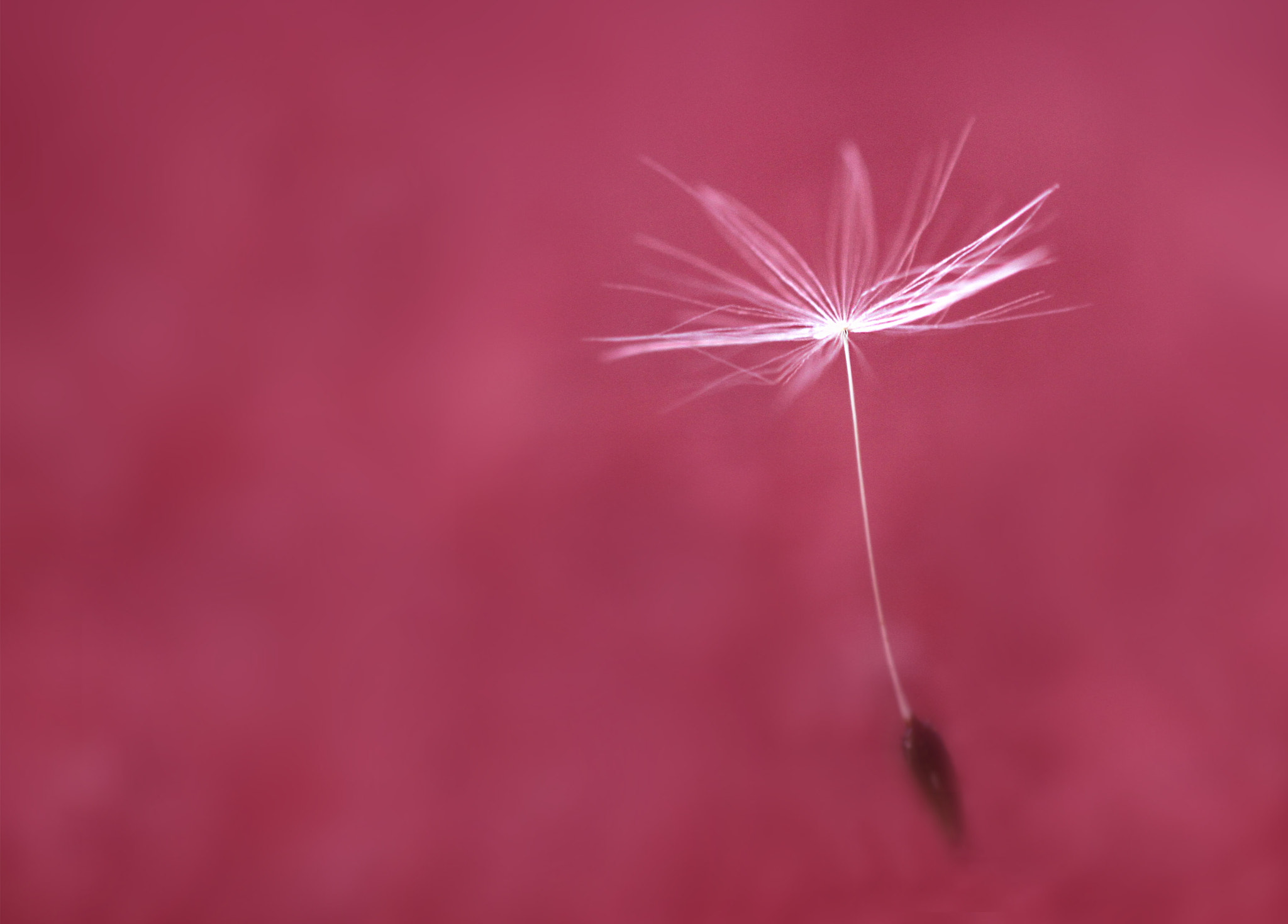 Canon EF 180mm F3.5L Macro USM sample photo. So delicate photography