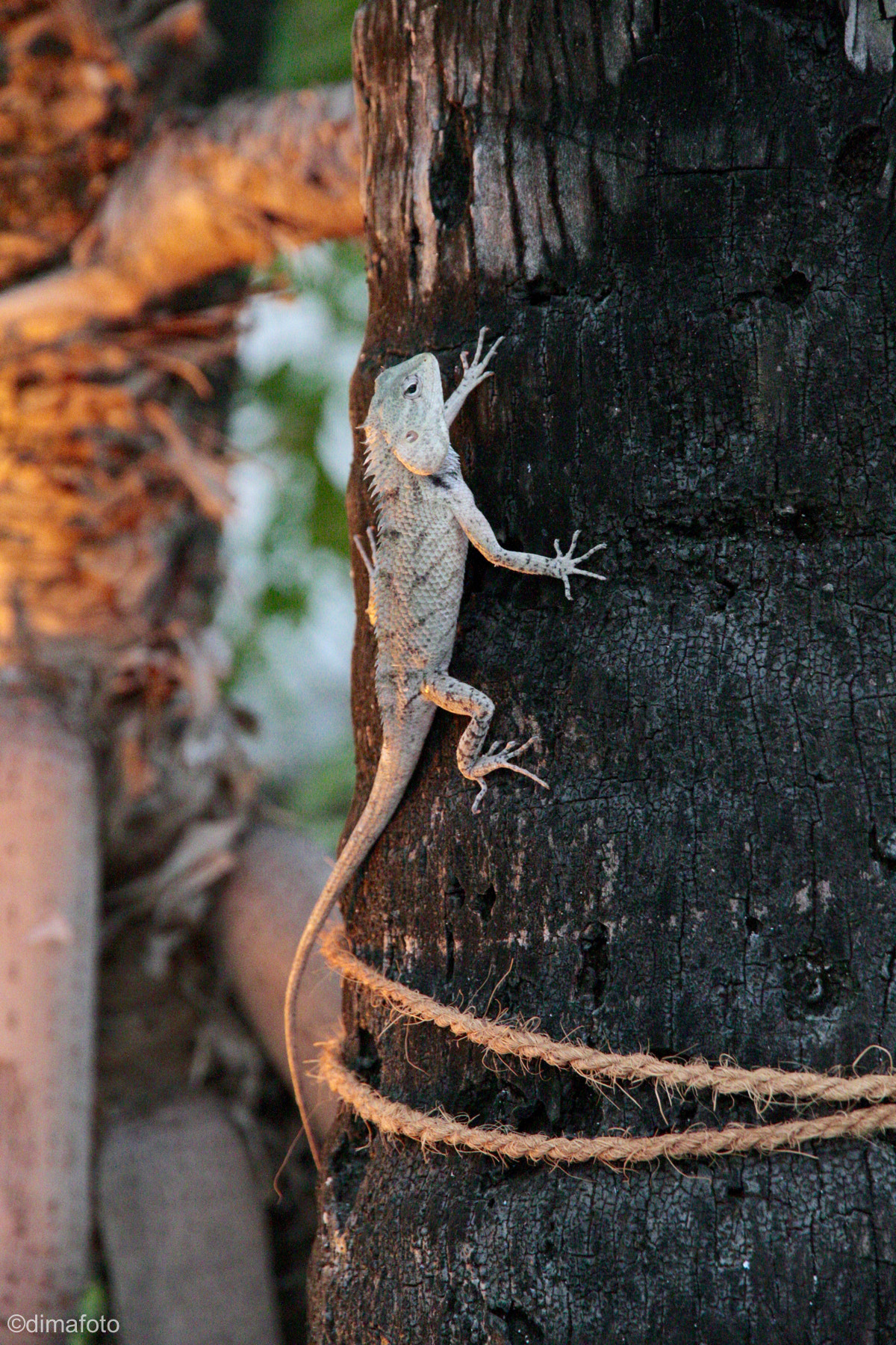 Canon EOS 7D + Canon EF-S 15-85mm F3.5-5.6 IS USM sample photo. Lizard on a tree. photography