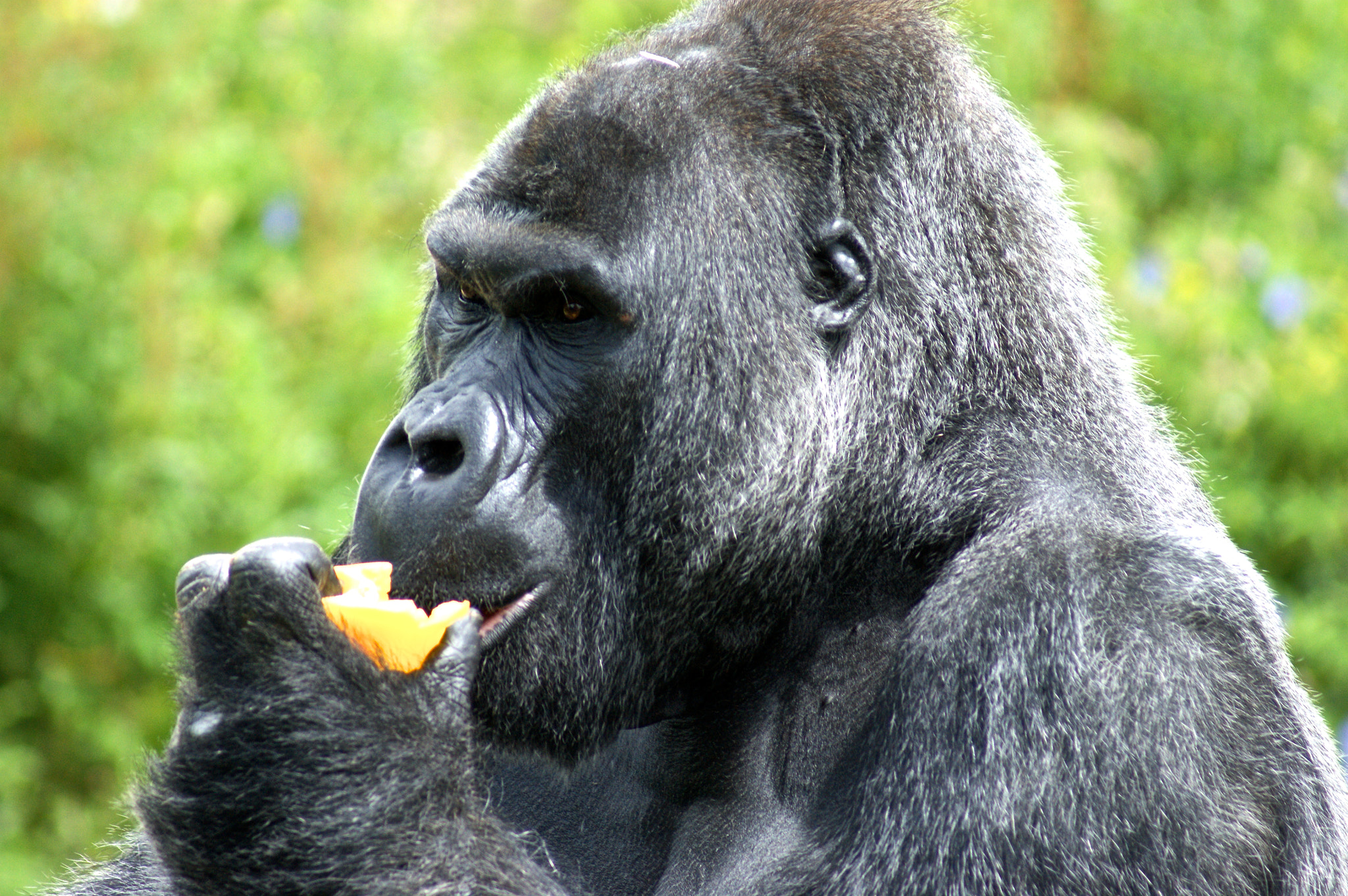 Sony Alpha DSLR-A380 sample photo. Gorillas at bristol zoo photography