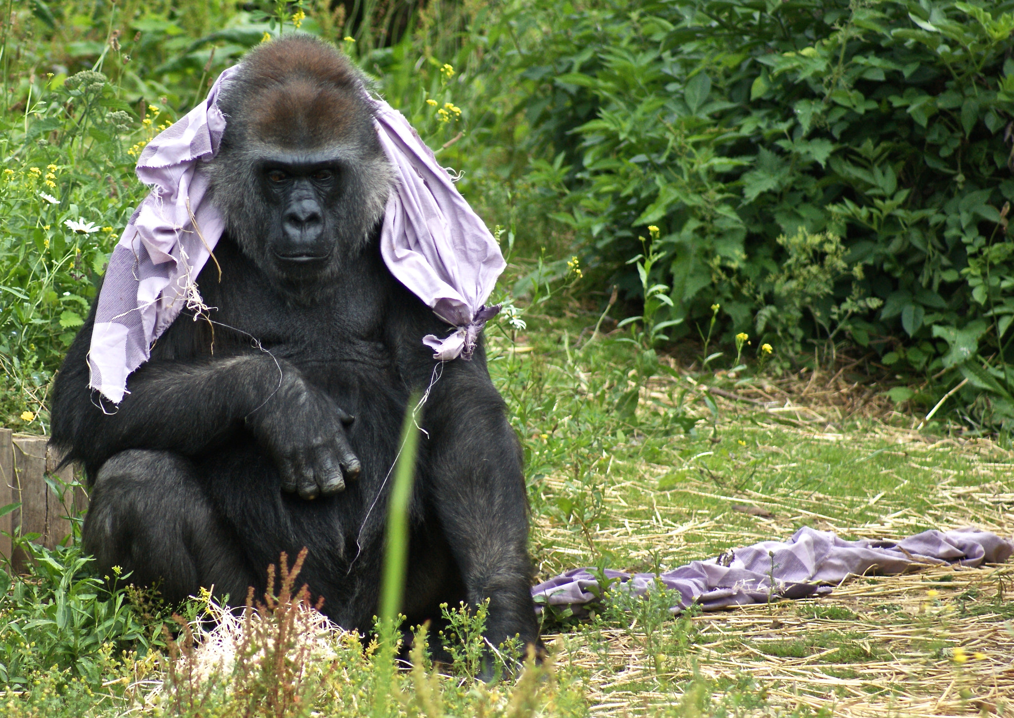 Sony Alpha DSLR-A380 sample photo. Gorillas at bristol zoo photography