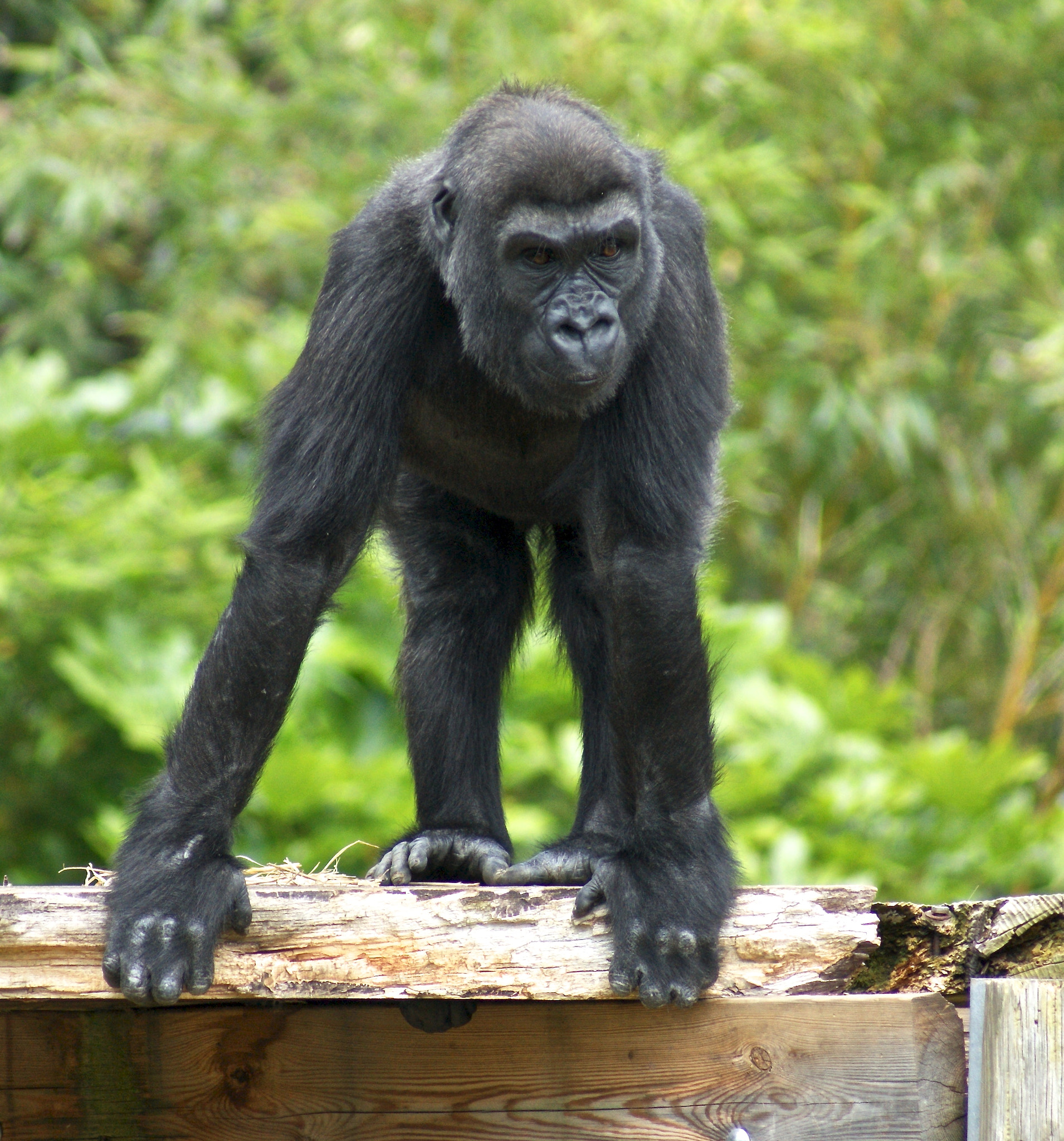 Sony Alpha DSLR-A380 sample photo. Gorillas at bristol zoo photography
